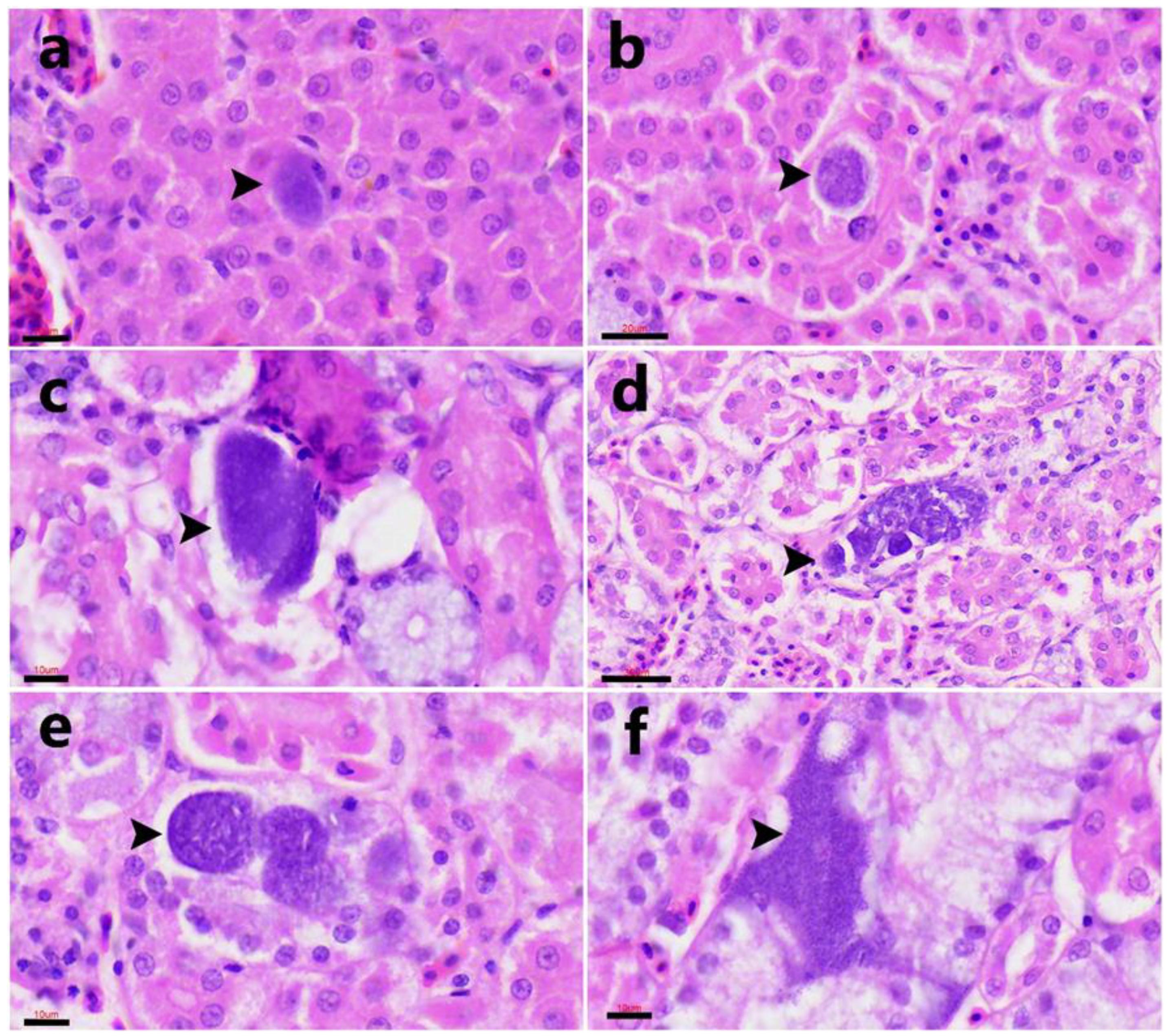 Animals 15 03381 g004