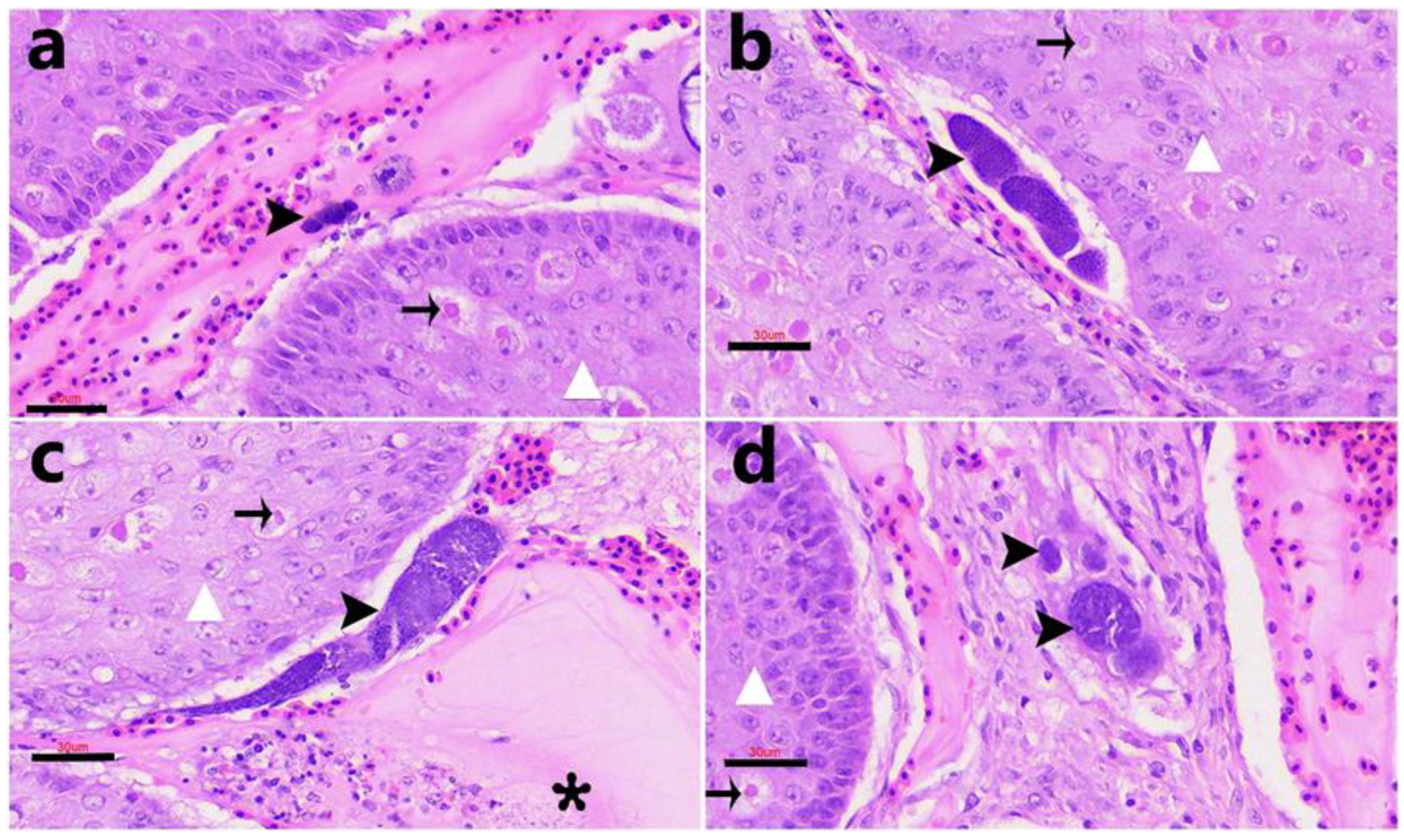 Animals 15 03381 g005