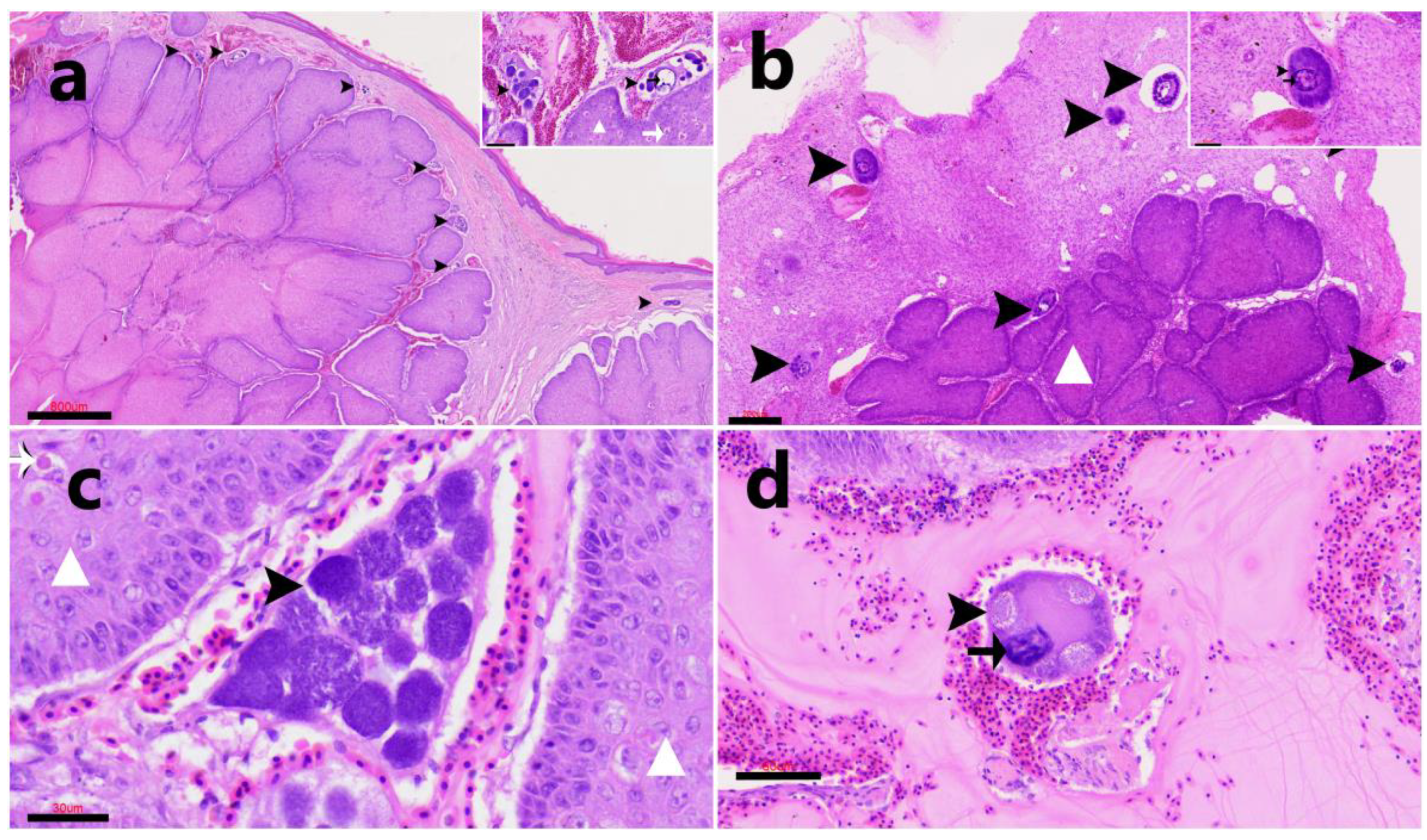 Animals 15 03381 g006