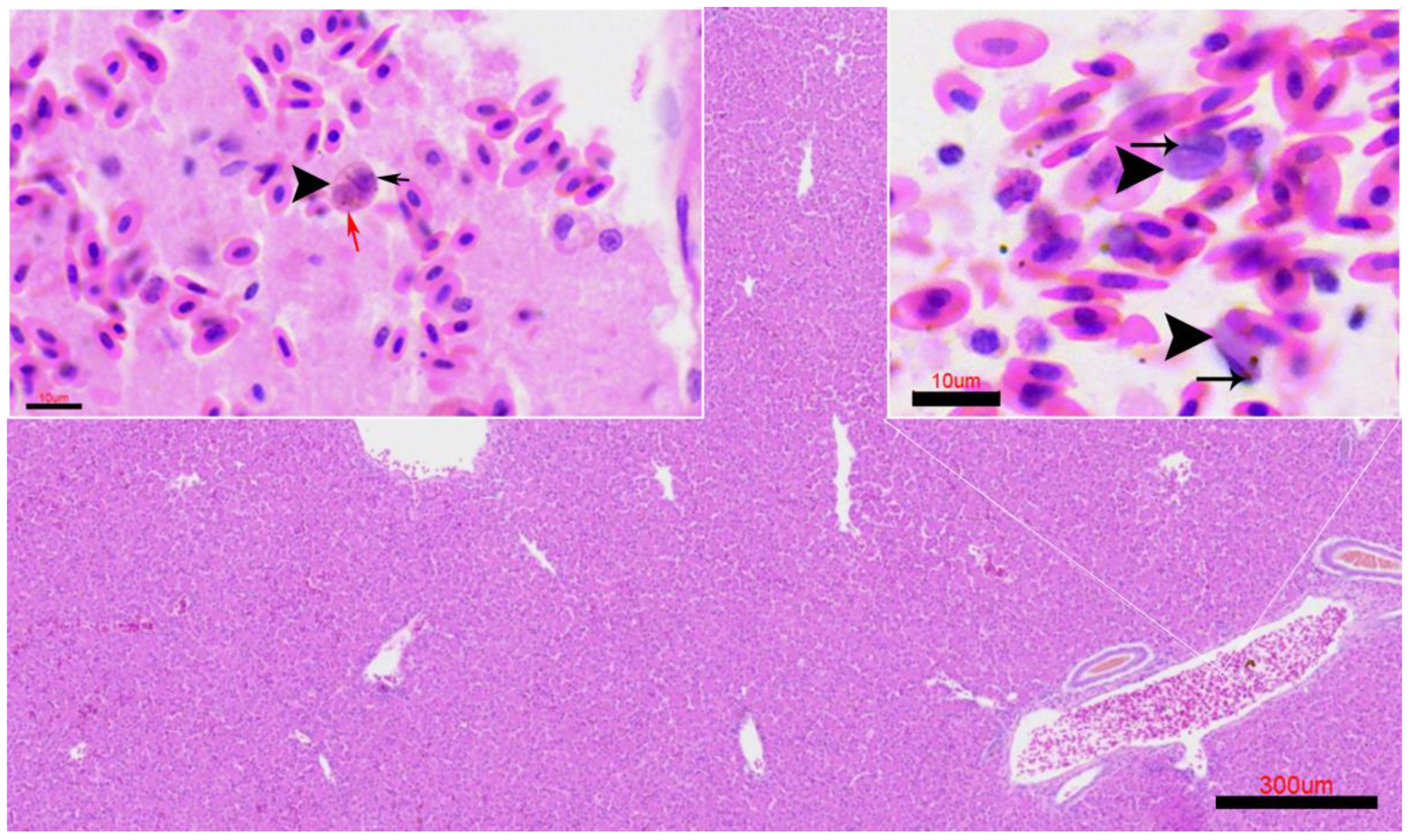 Animals 15 03381 g007