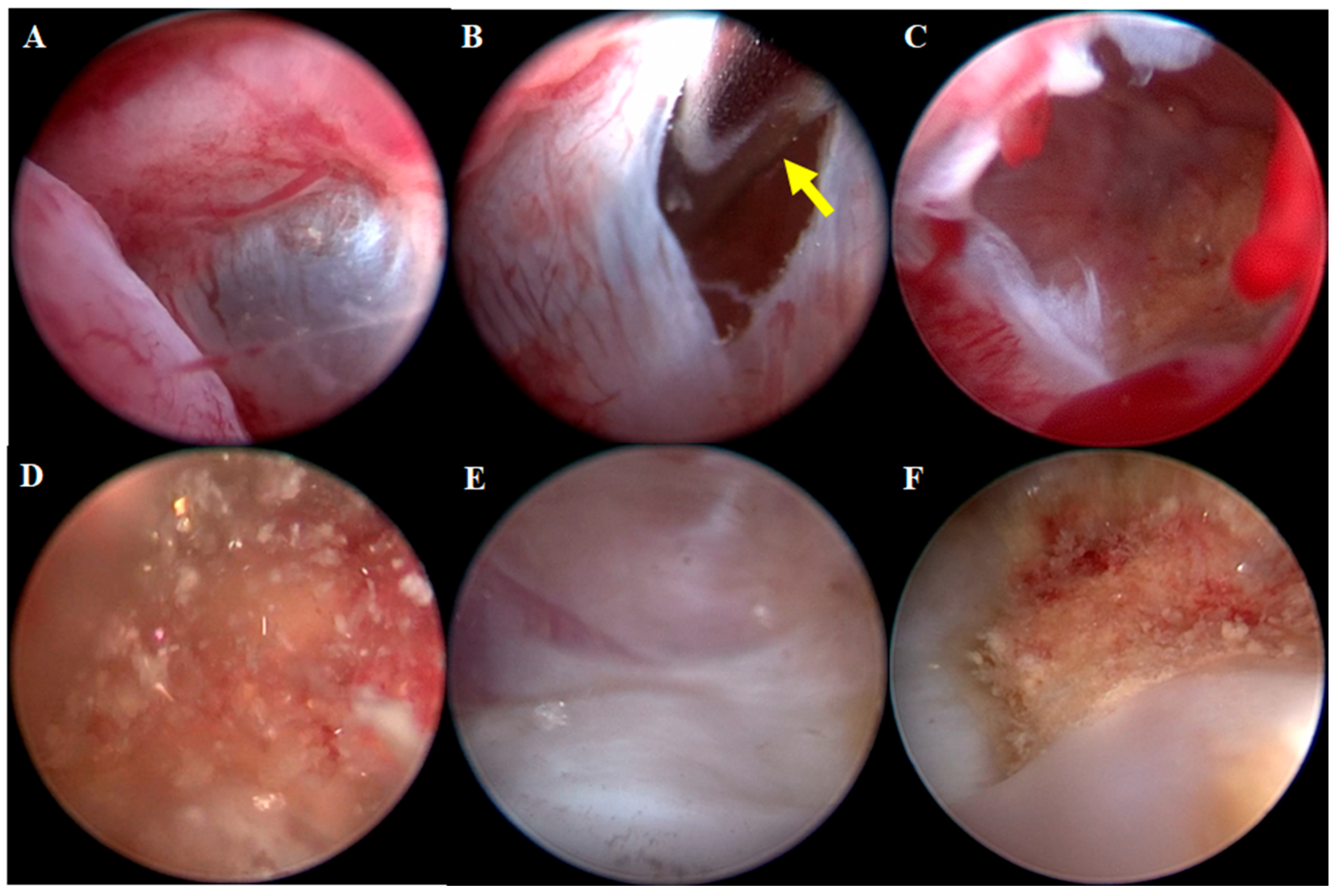 Animals 15 03389 g003