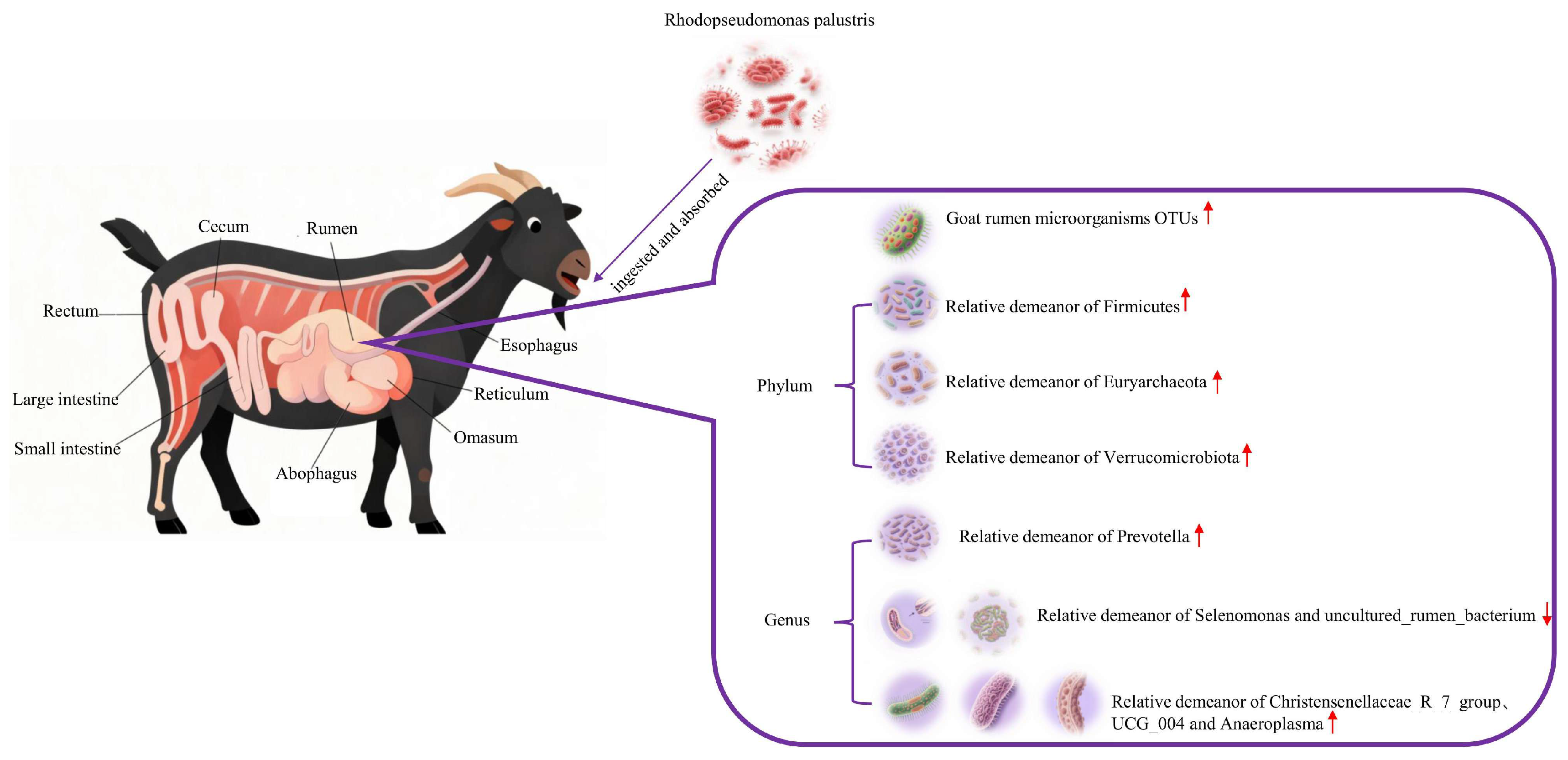 Animals 15 03390 g009