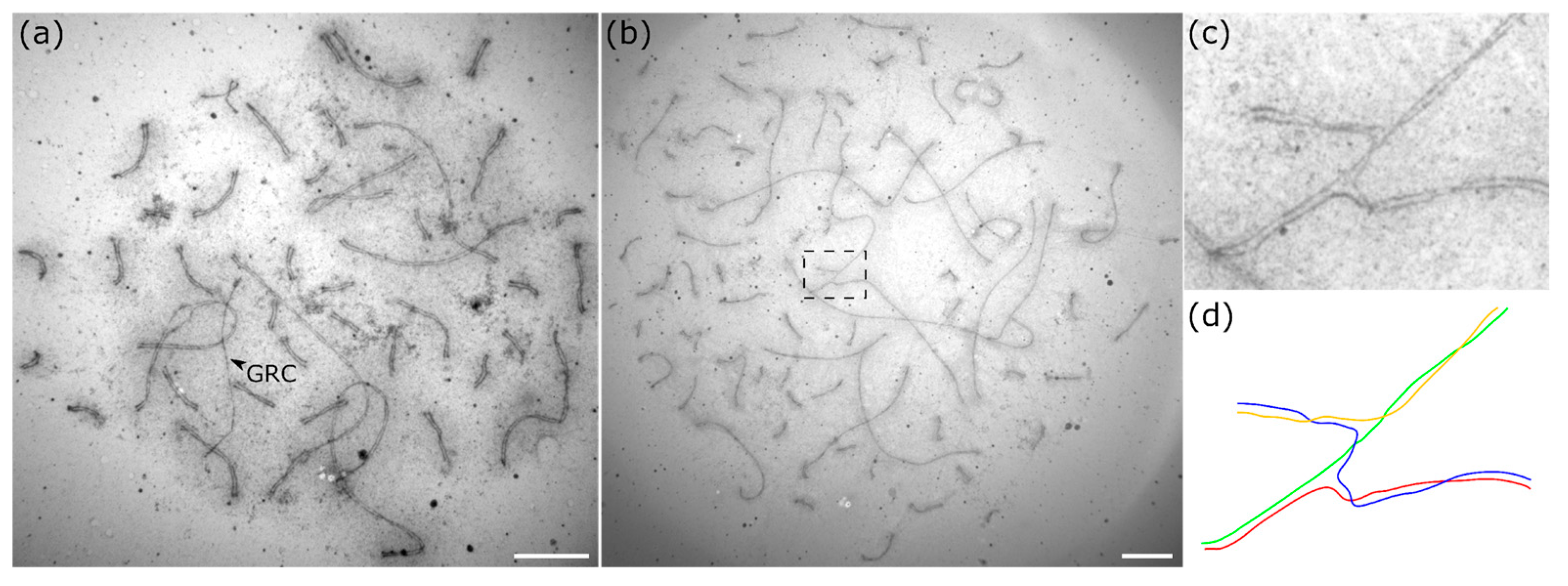 Animals 15 03394 g001