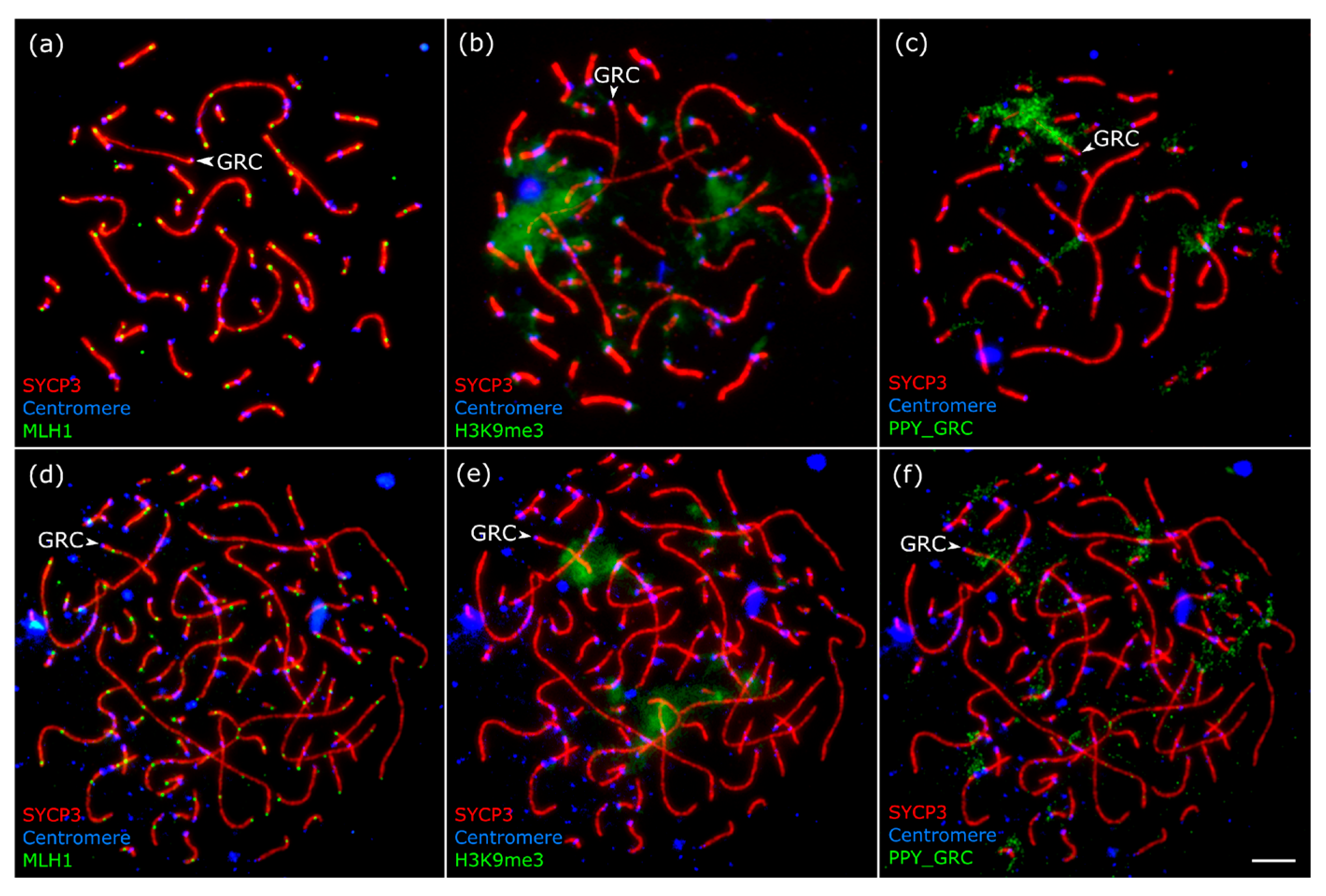 Animals 15 03394 g002