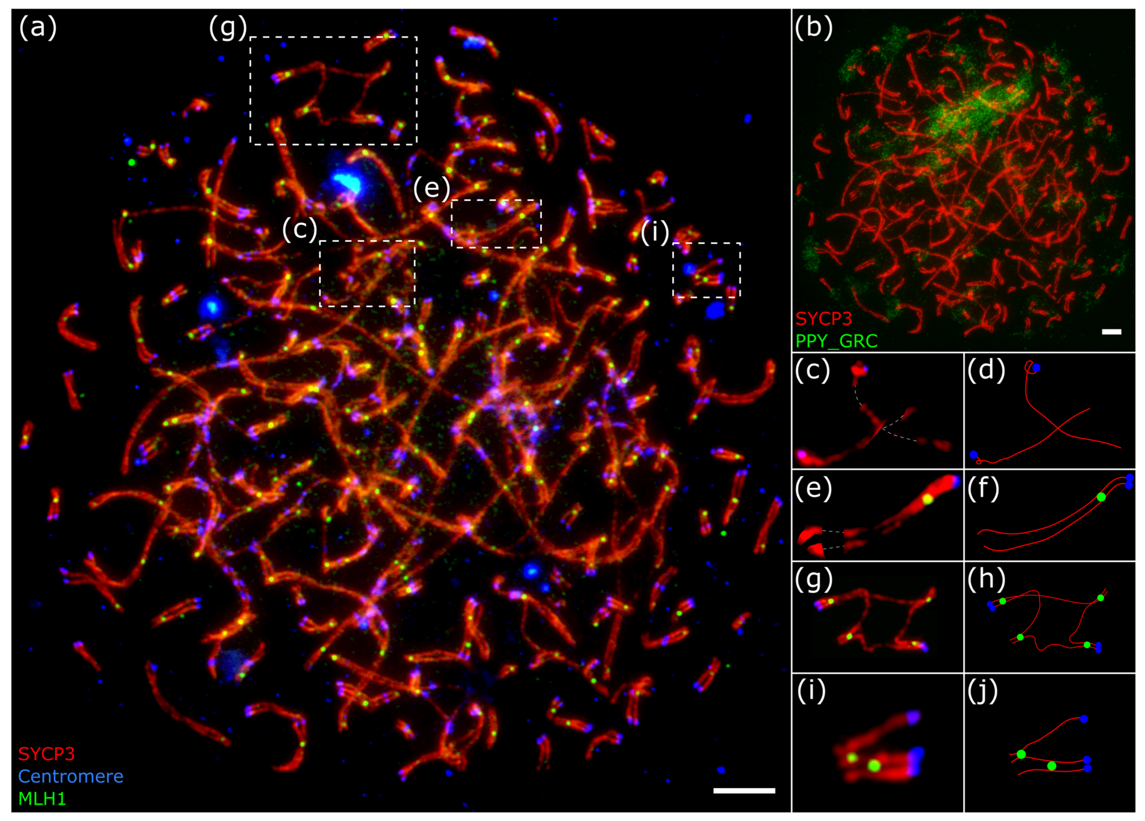 Animals 15 03394 g003