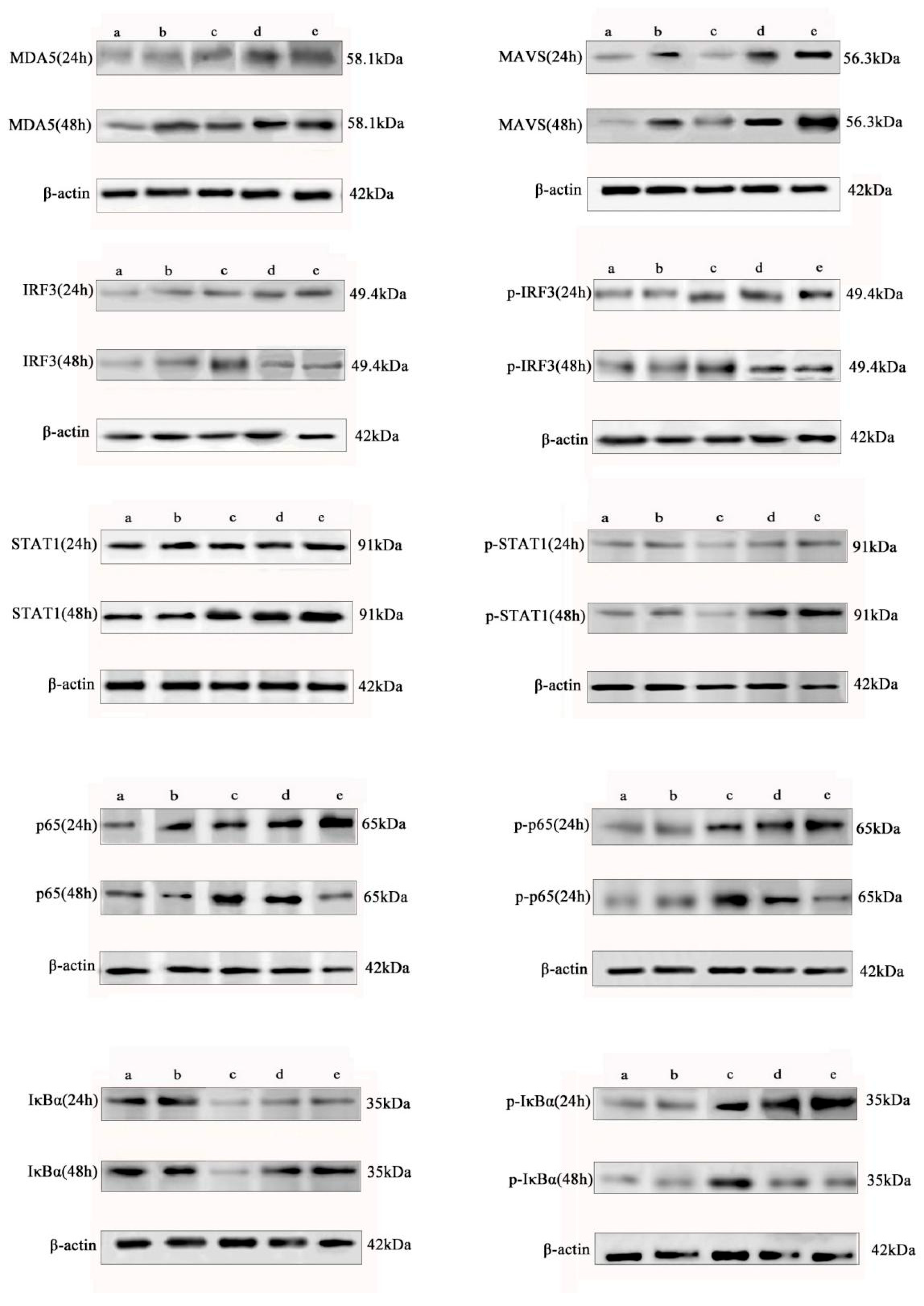 Animals 15 03396 g003