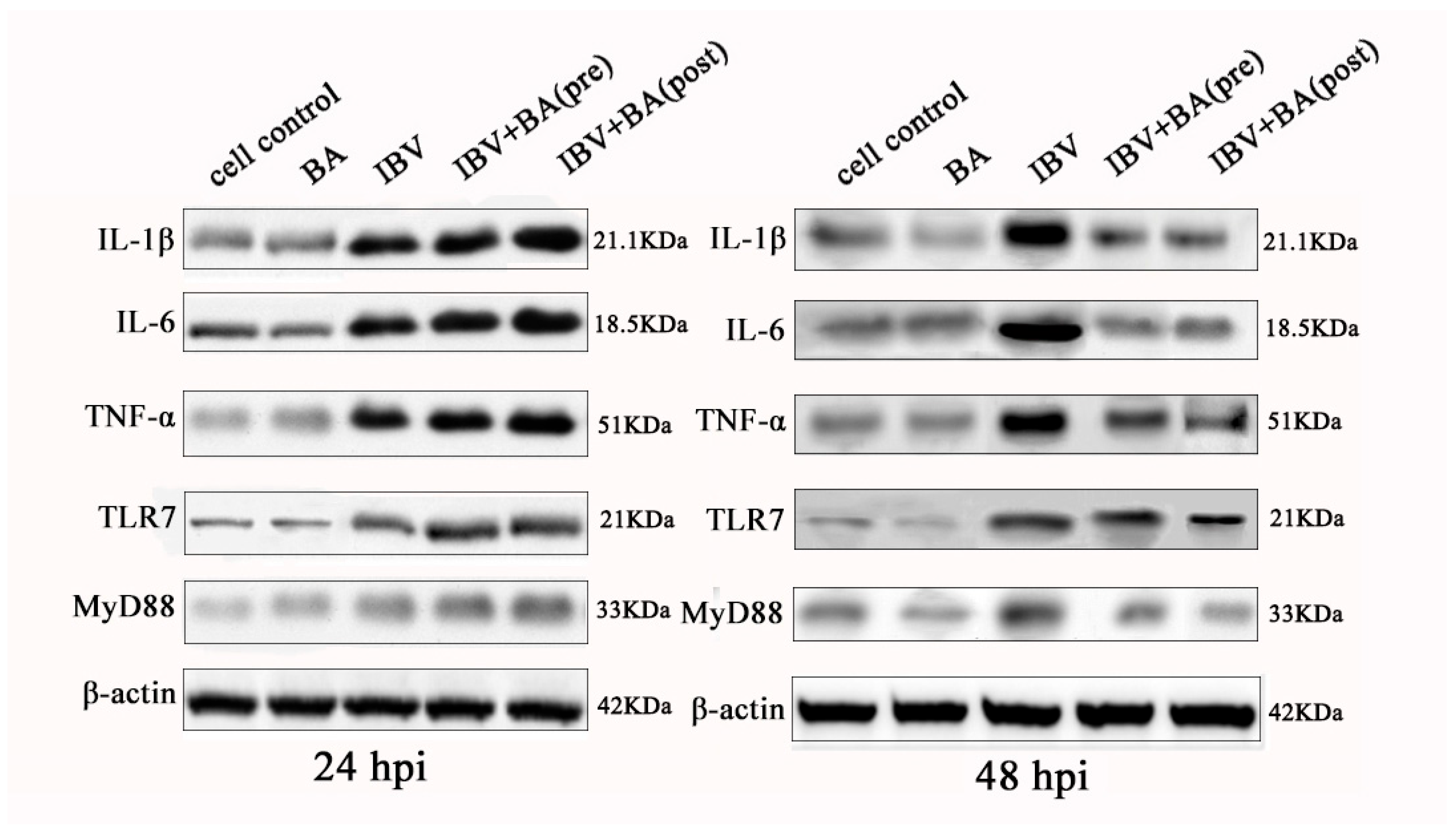 Animals 15 03396 g004