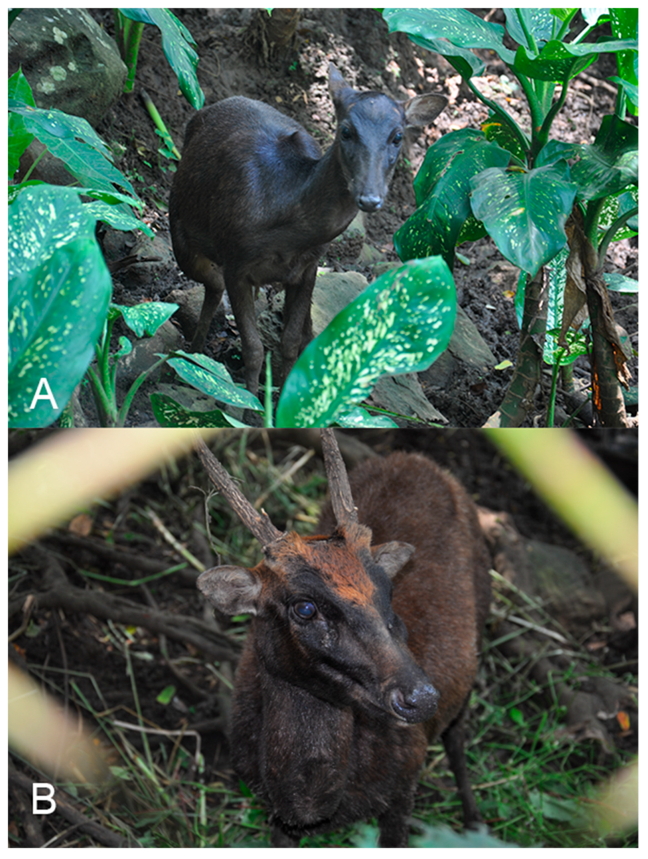 Animals 15 03397 g002 Animals 15 03397 g002