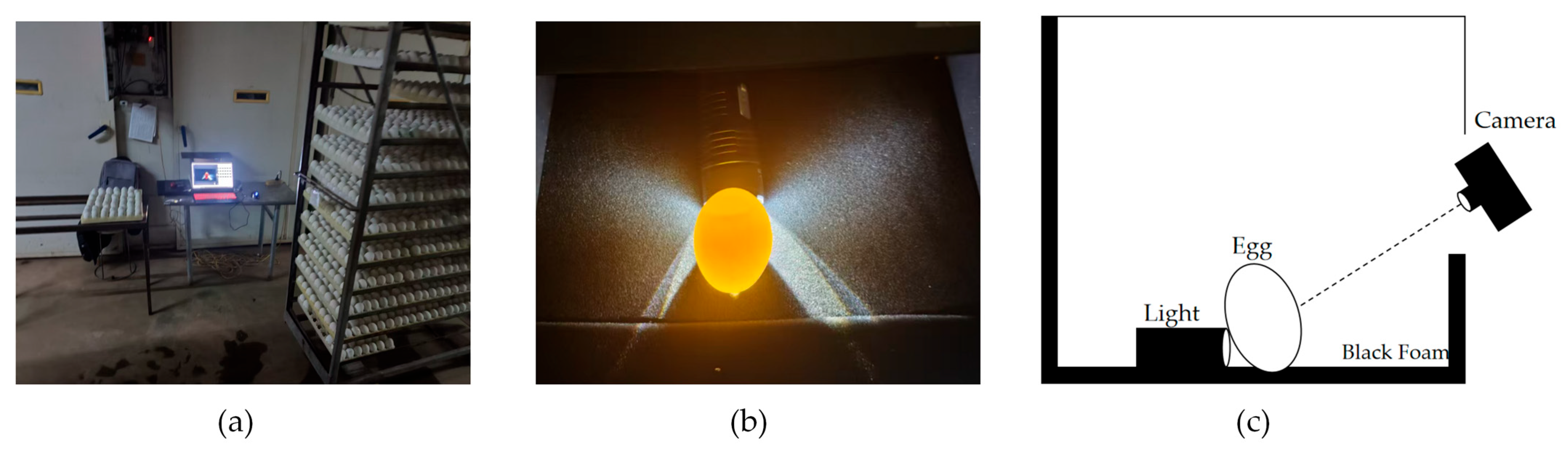 Animals 15 03400 g001