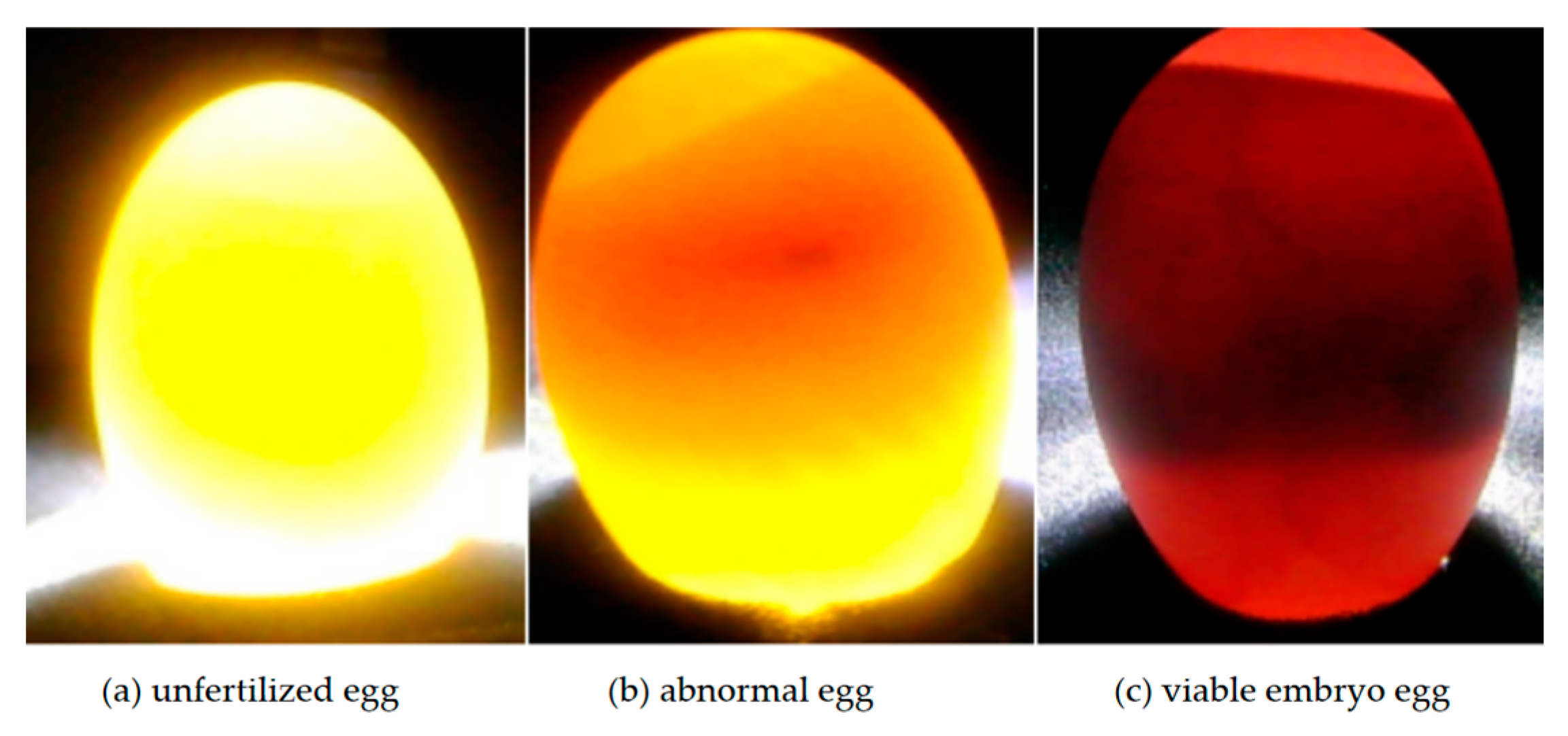 Animals 15 03400 g002
