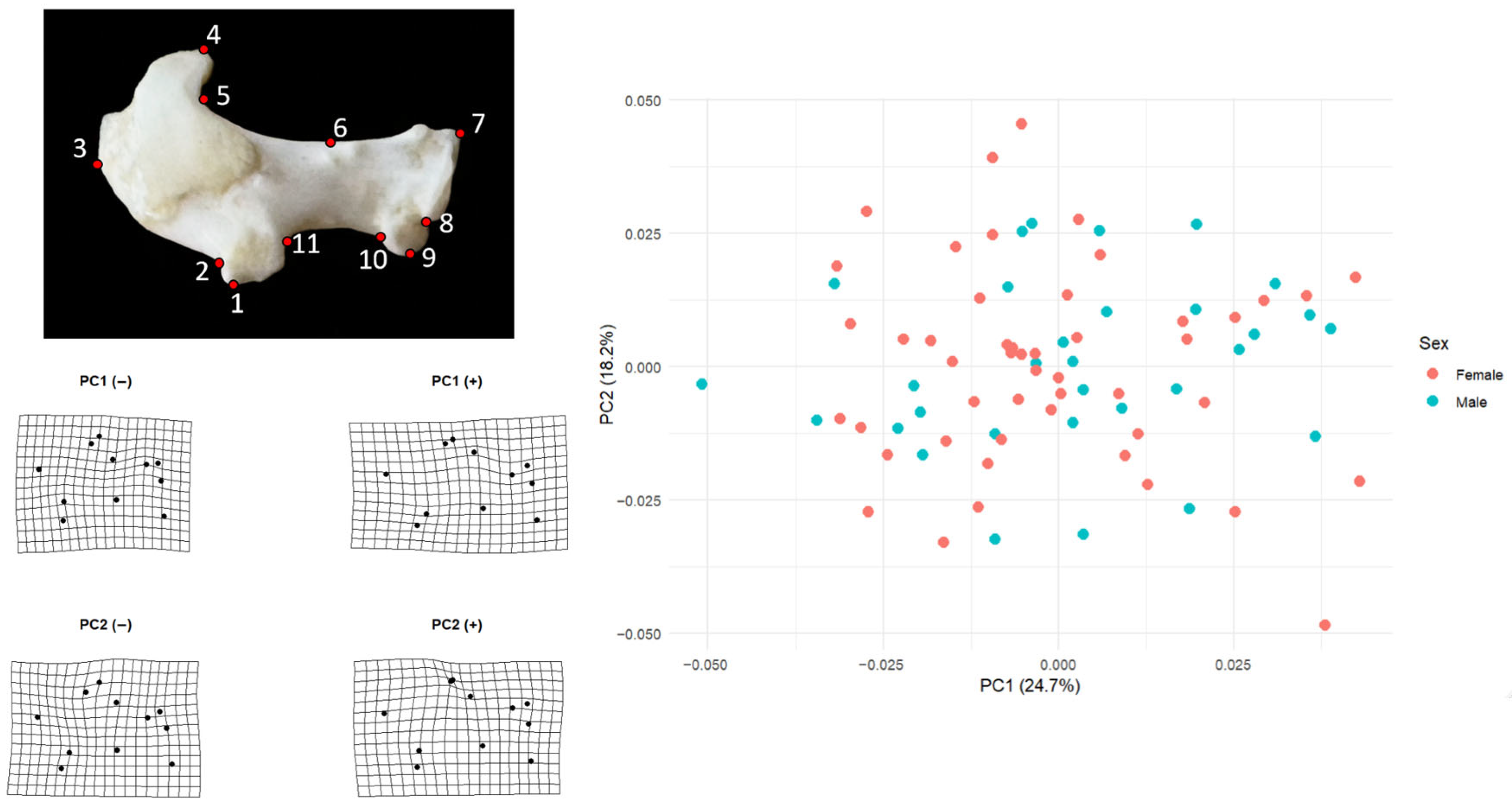 Animals 15 03401 g001