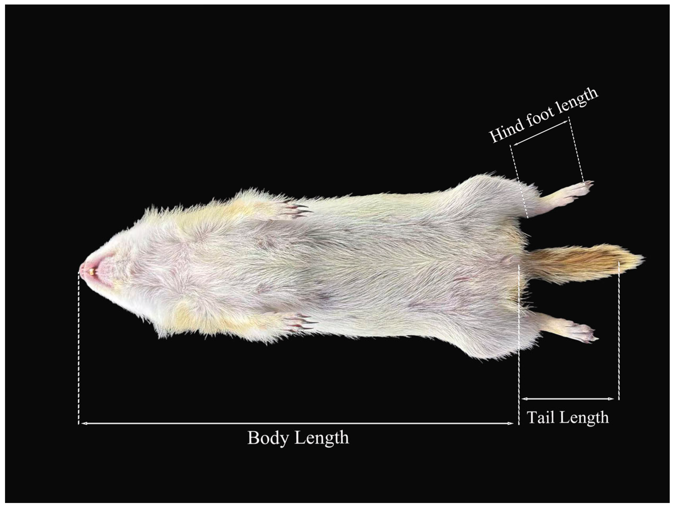 Animals 15 03403 g002