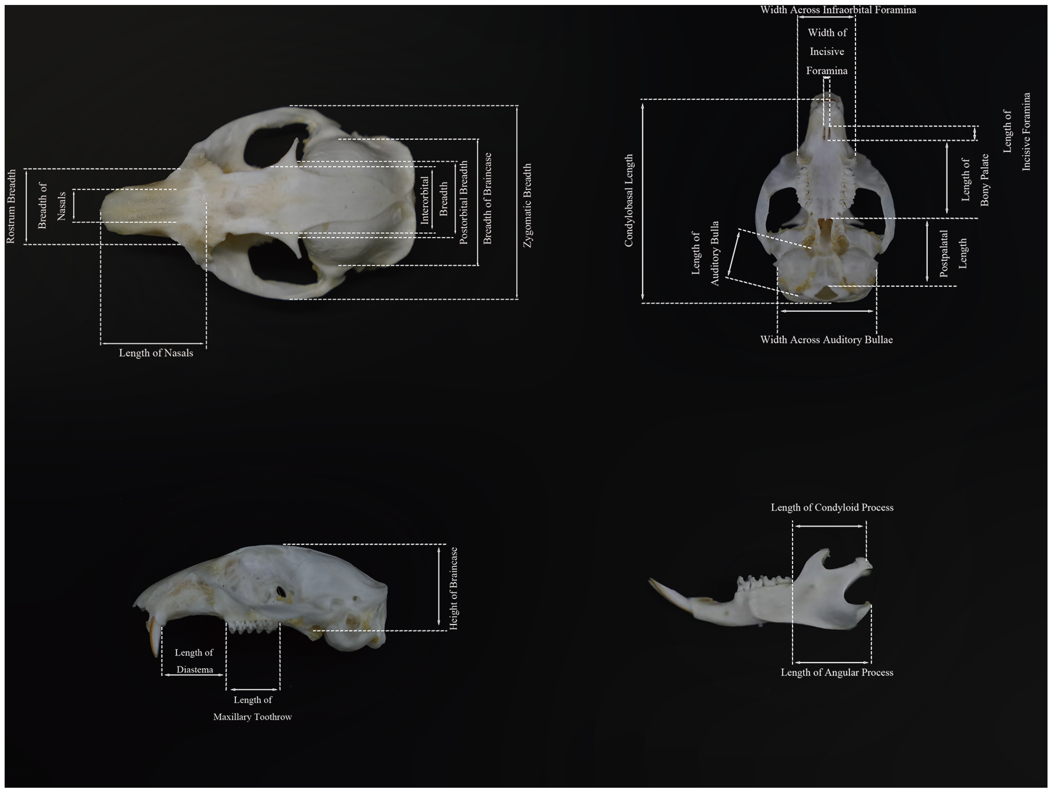 Animals 15 03403 g003