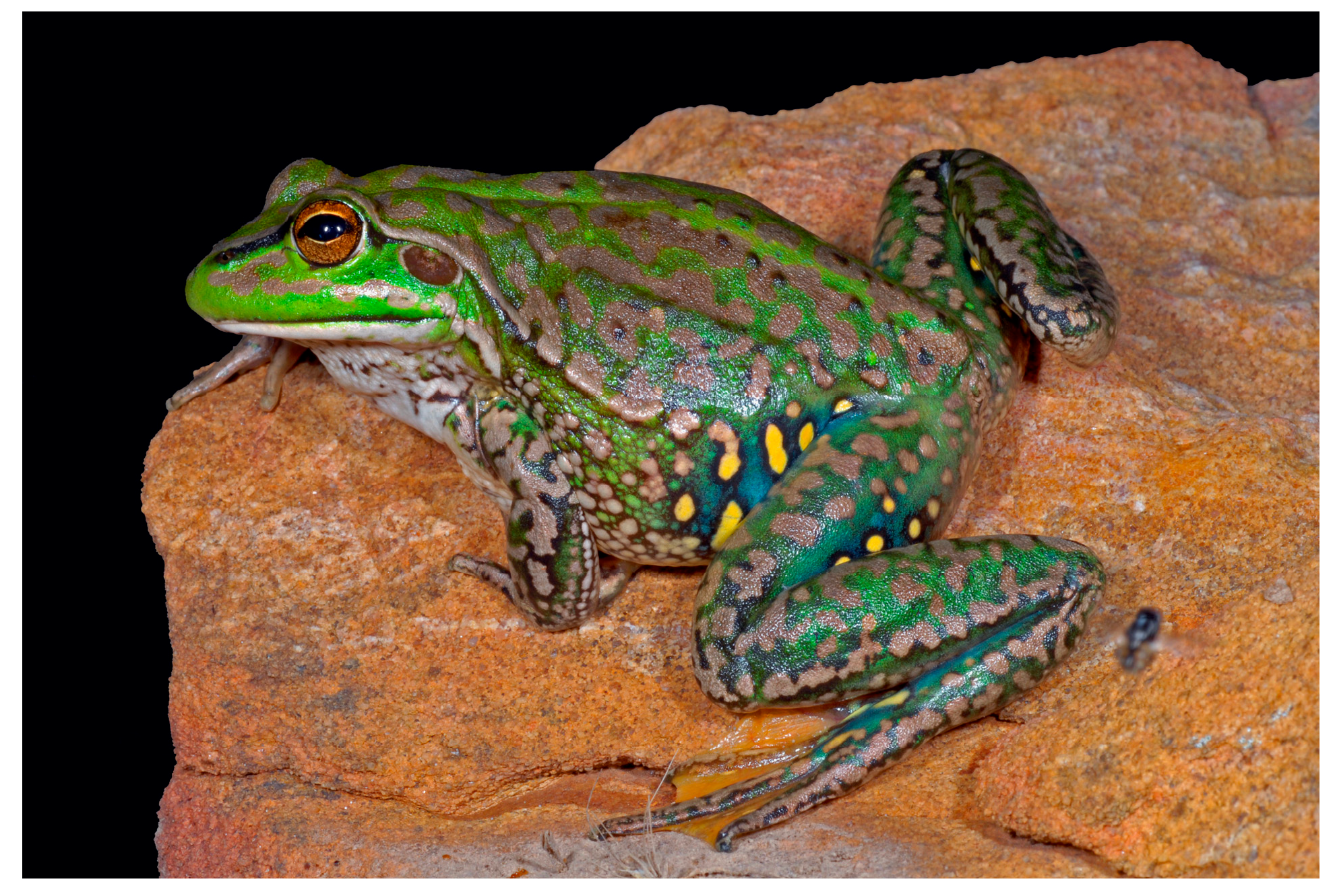 Animals 15 03404 g001 Animals 15 03404 g001