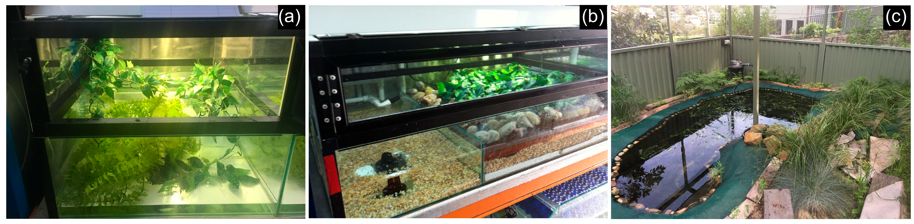 Animals 15 03404 g002 Animals 15 03404 g002