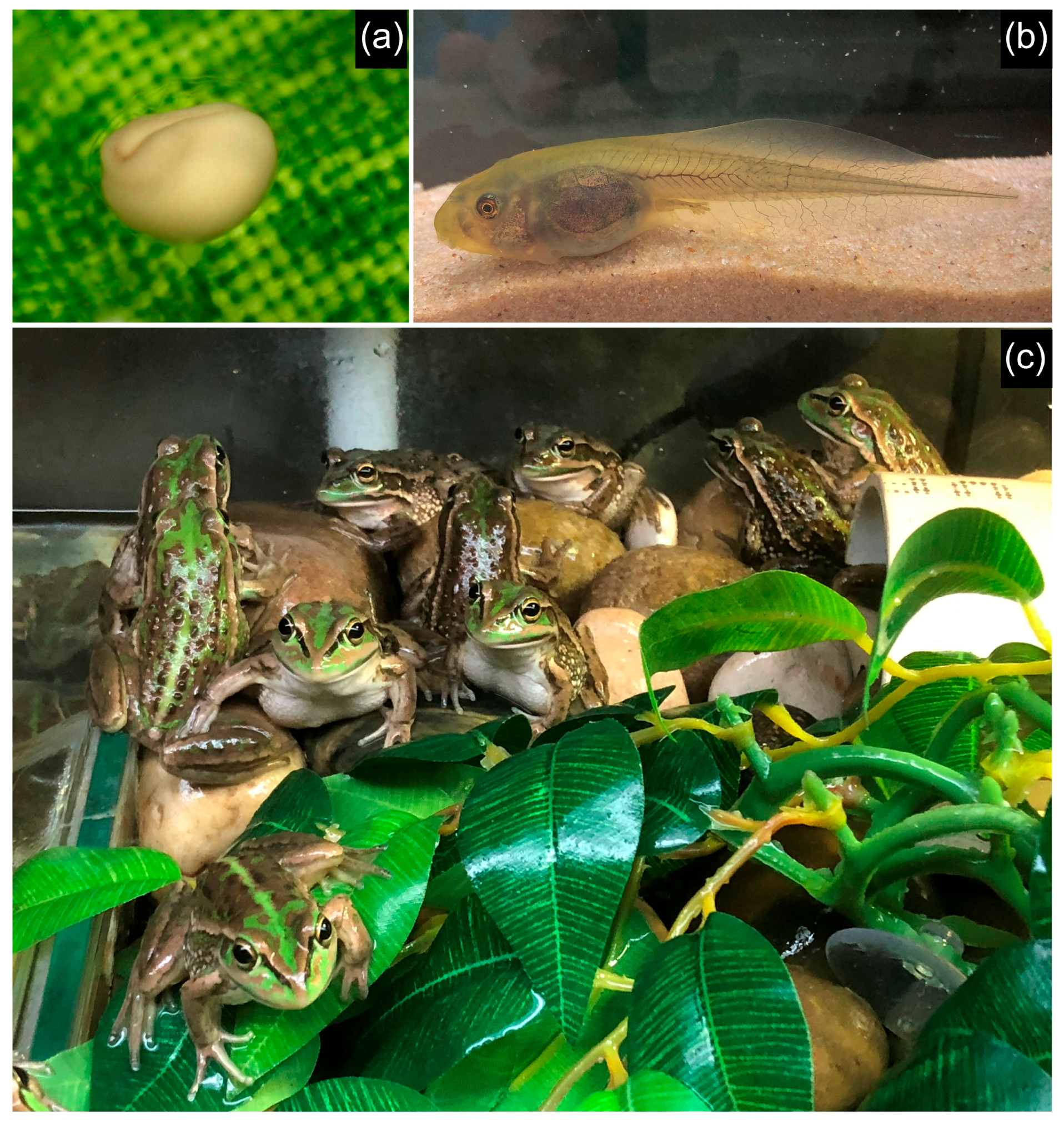 Animals 15 03404 g003 Animals 15 03404 g003