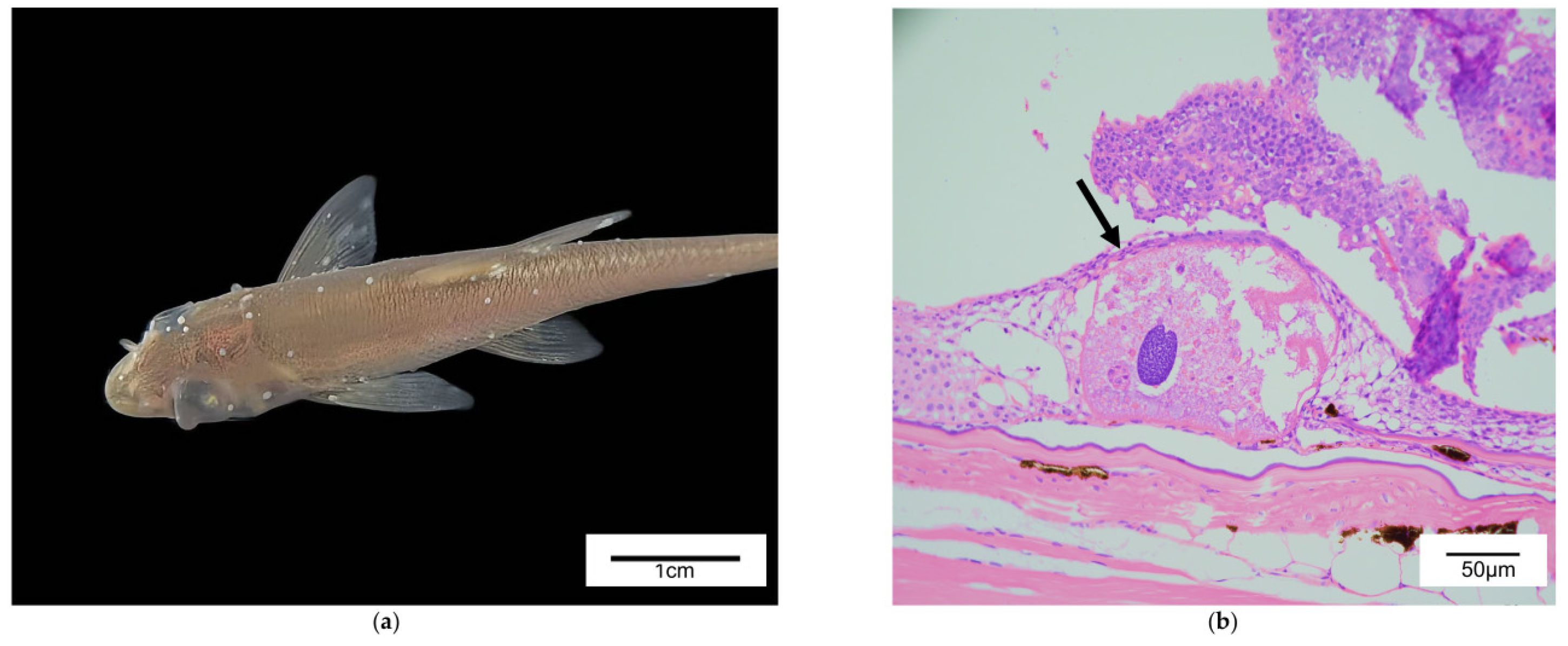 Animals 15 03407 g001 Animals 15 03407 g001