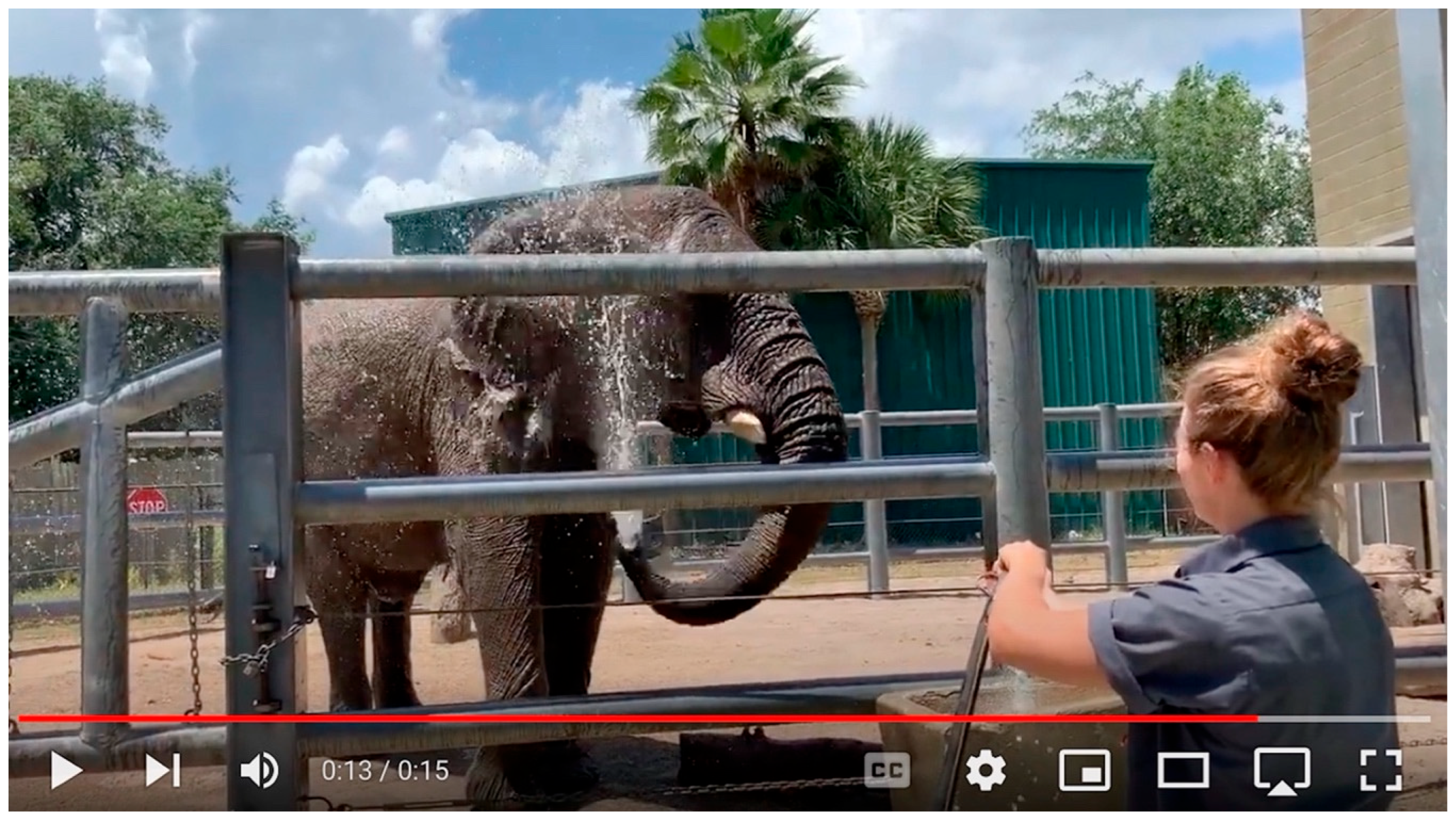 Animals 15 03410 g001