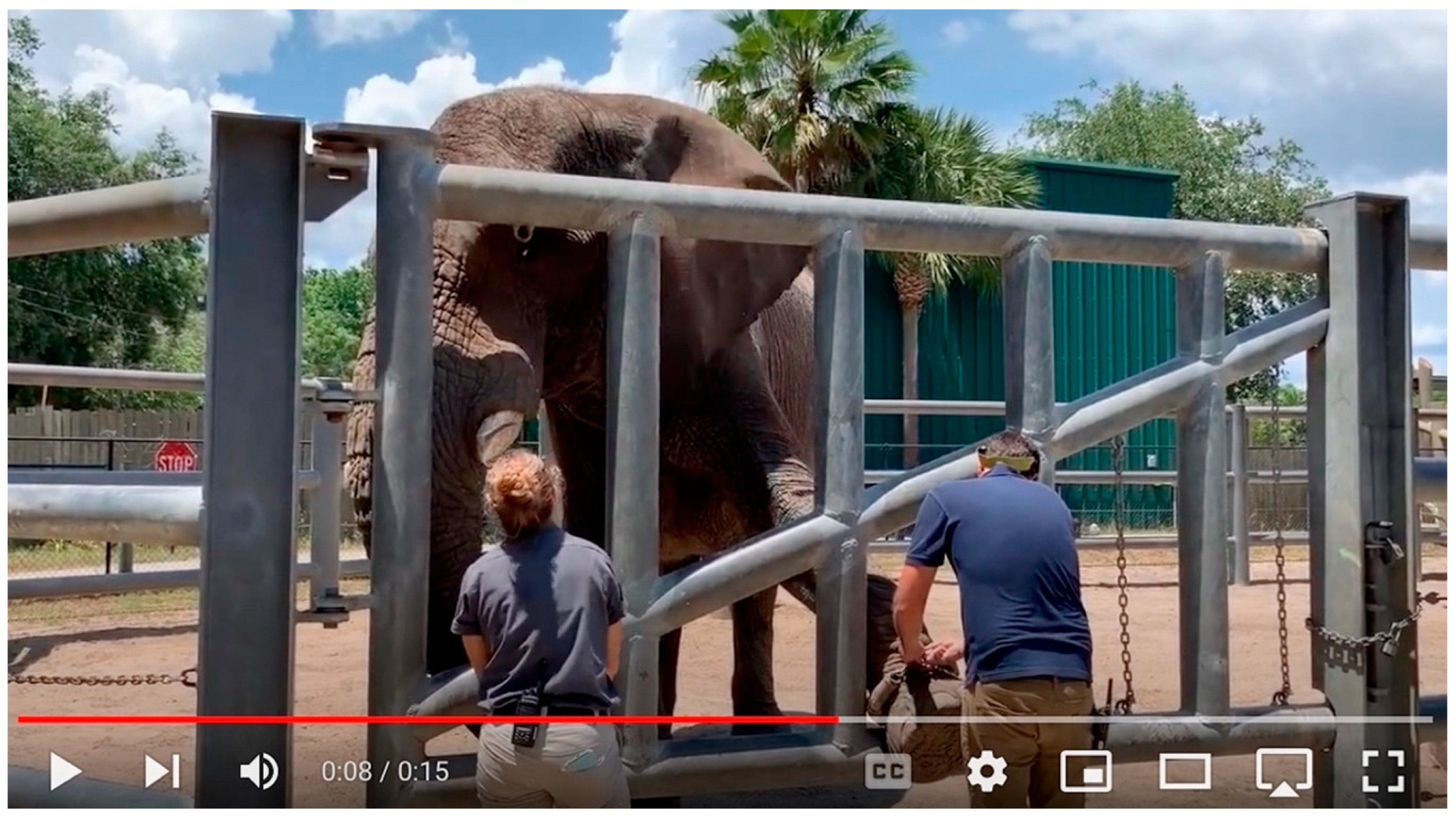 Animals 15 03410 g002