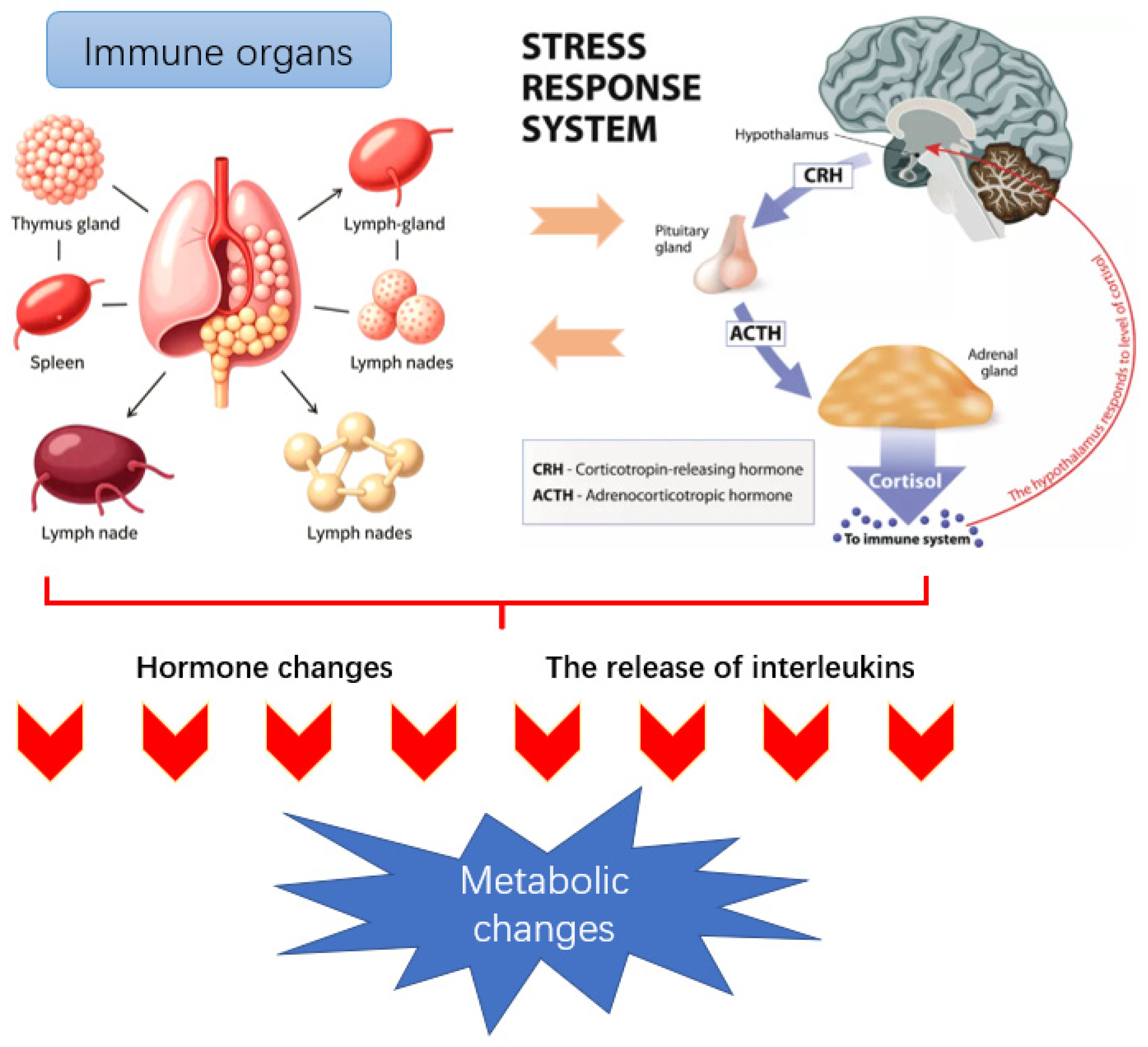 Animals 15 03412 g001