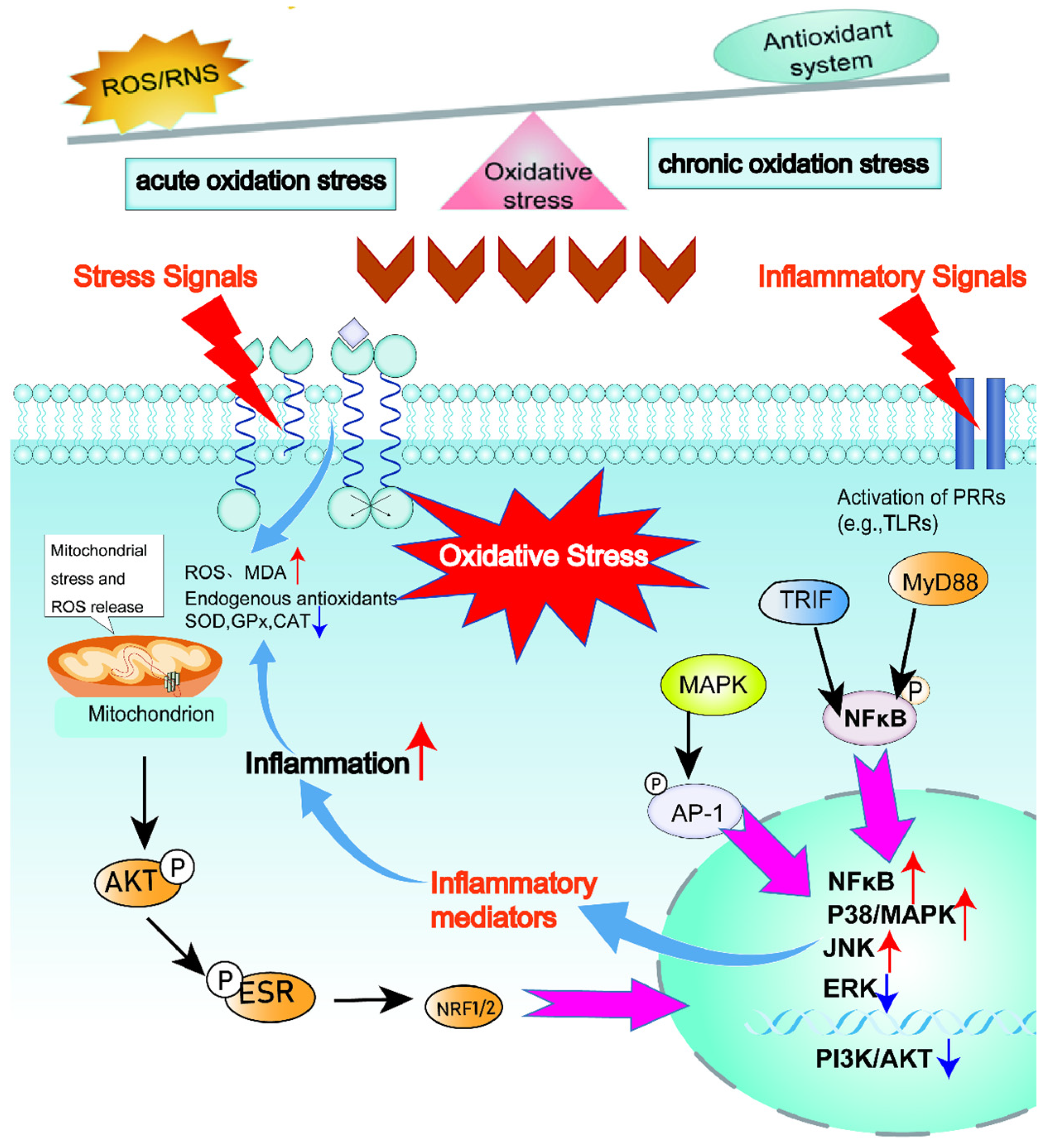 Animals 15 03412 g002