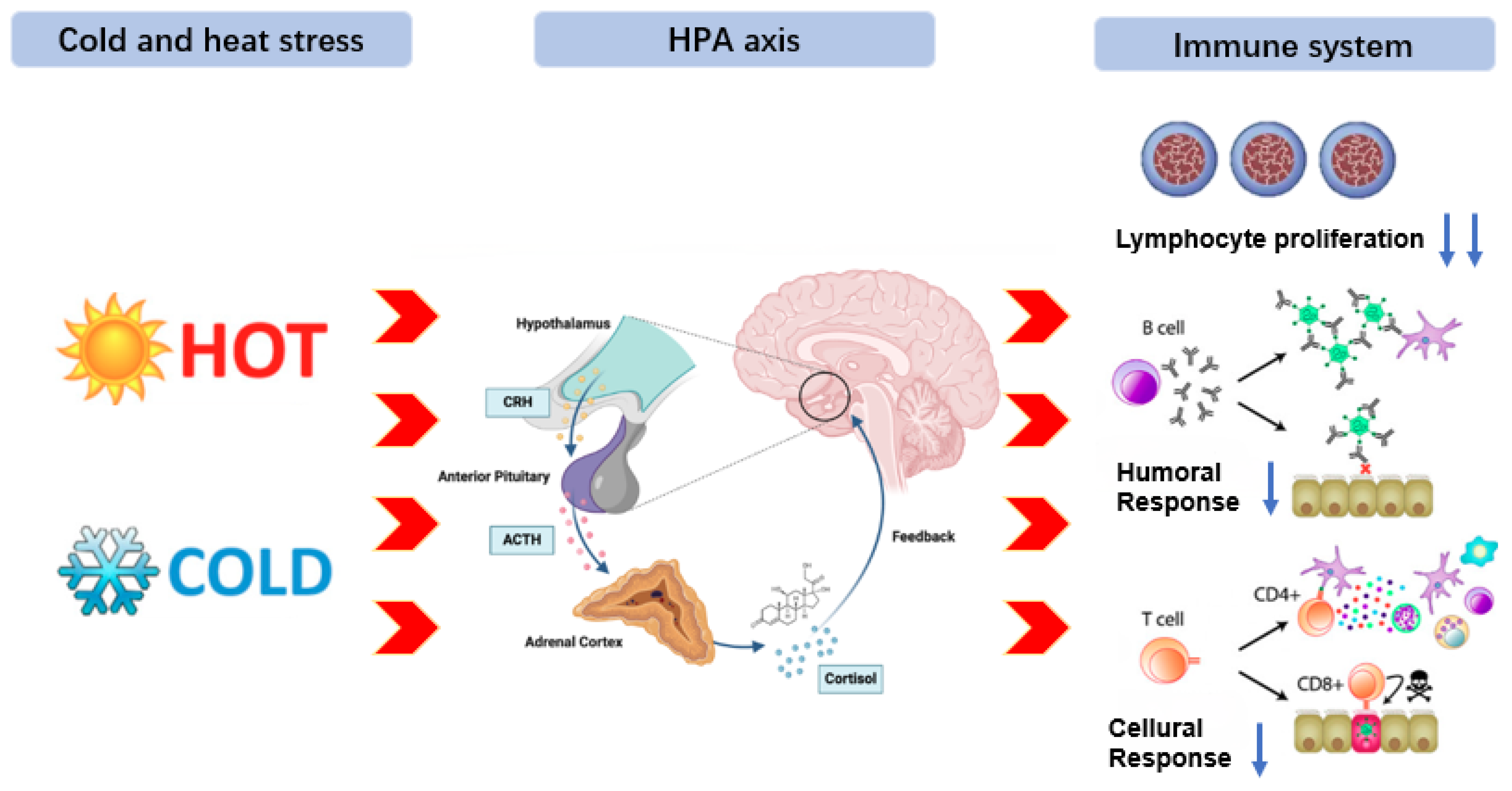 Animals 15 03412 g003