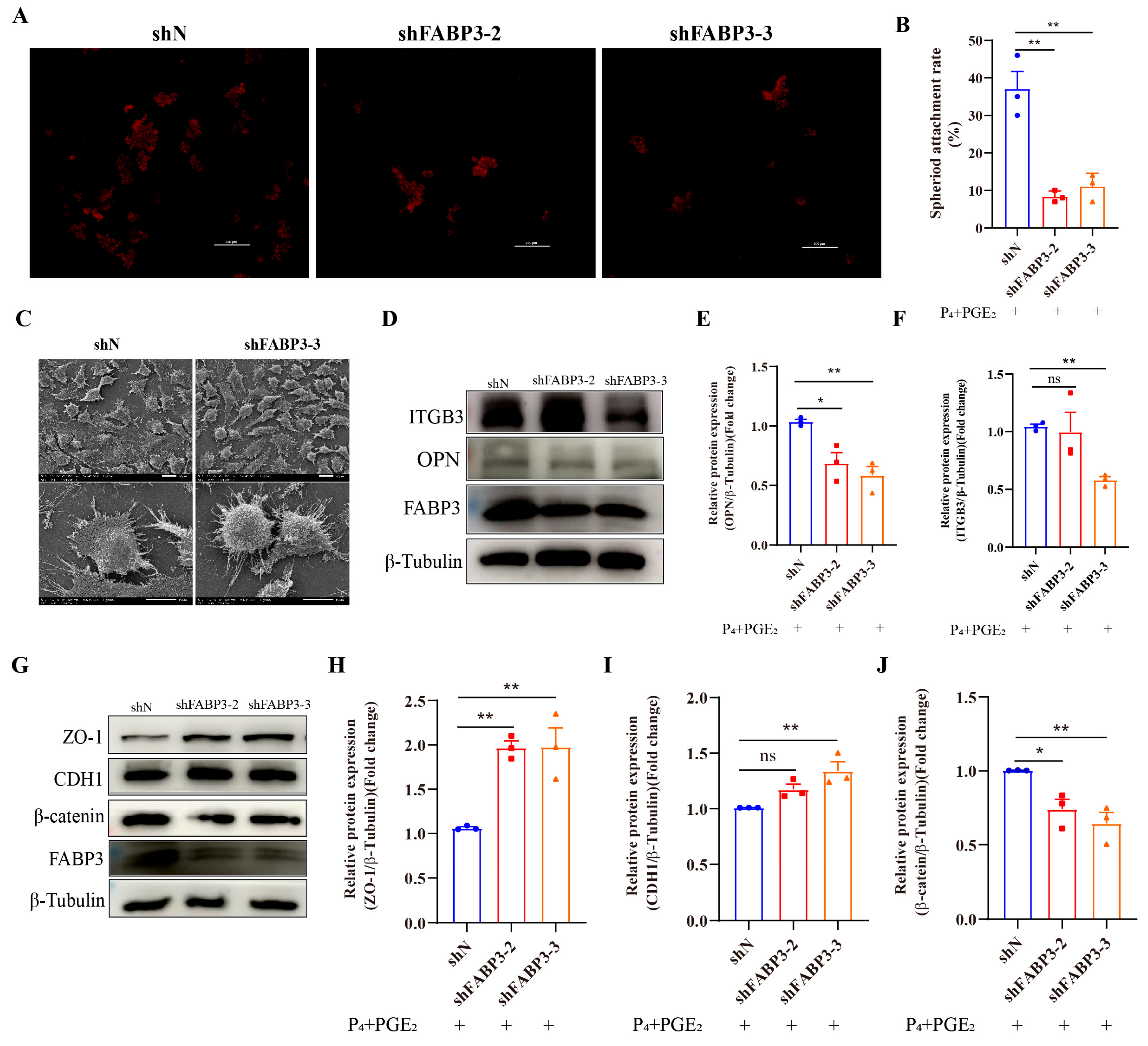 Animals 15 03417 g005