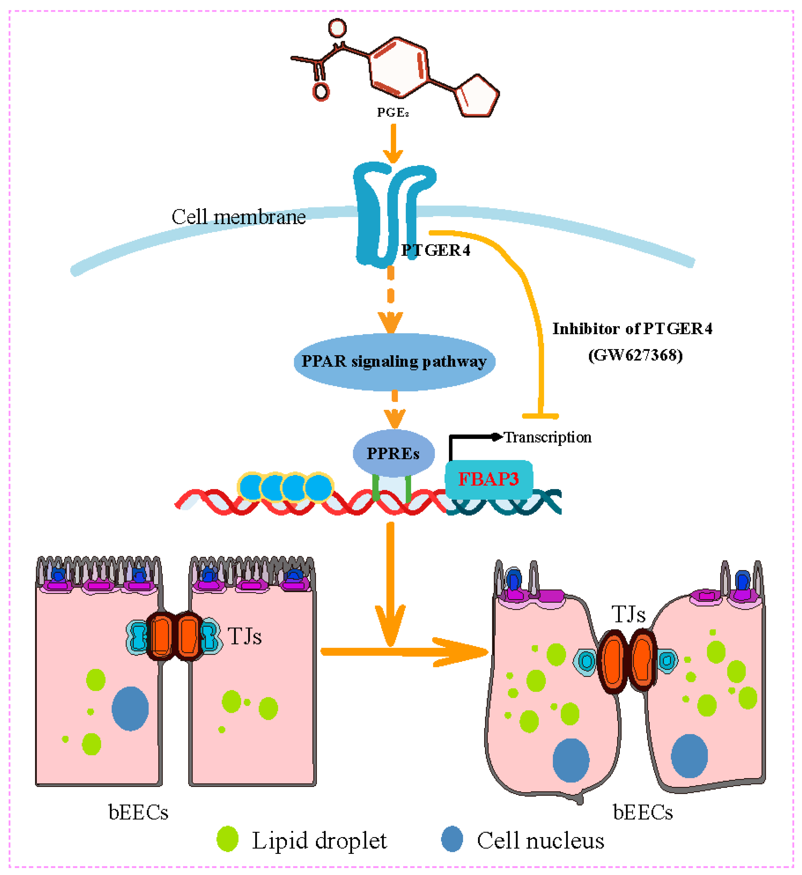 Animals 15 03417 g008