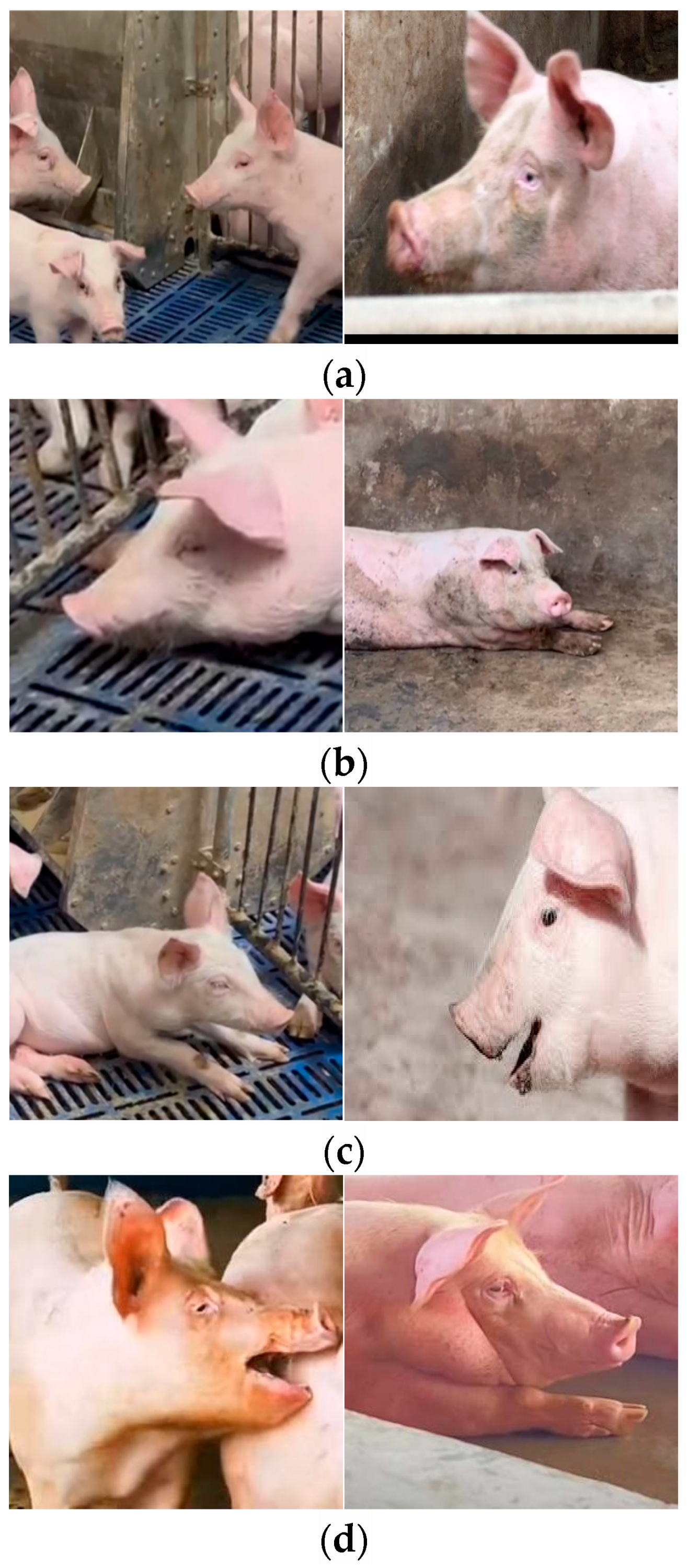 Animals 15 03426 g002