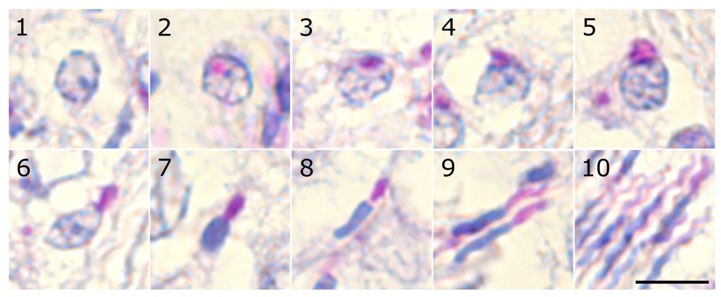 Animals 15 03427 g001