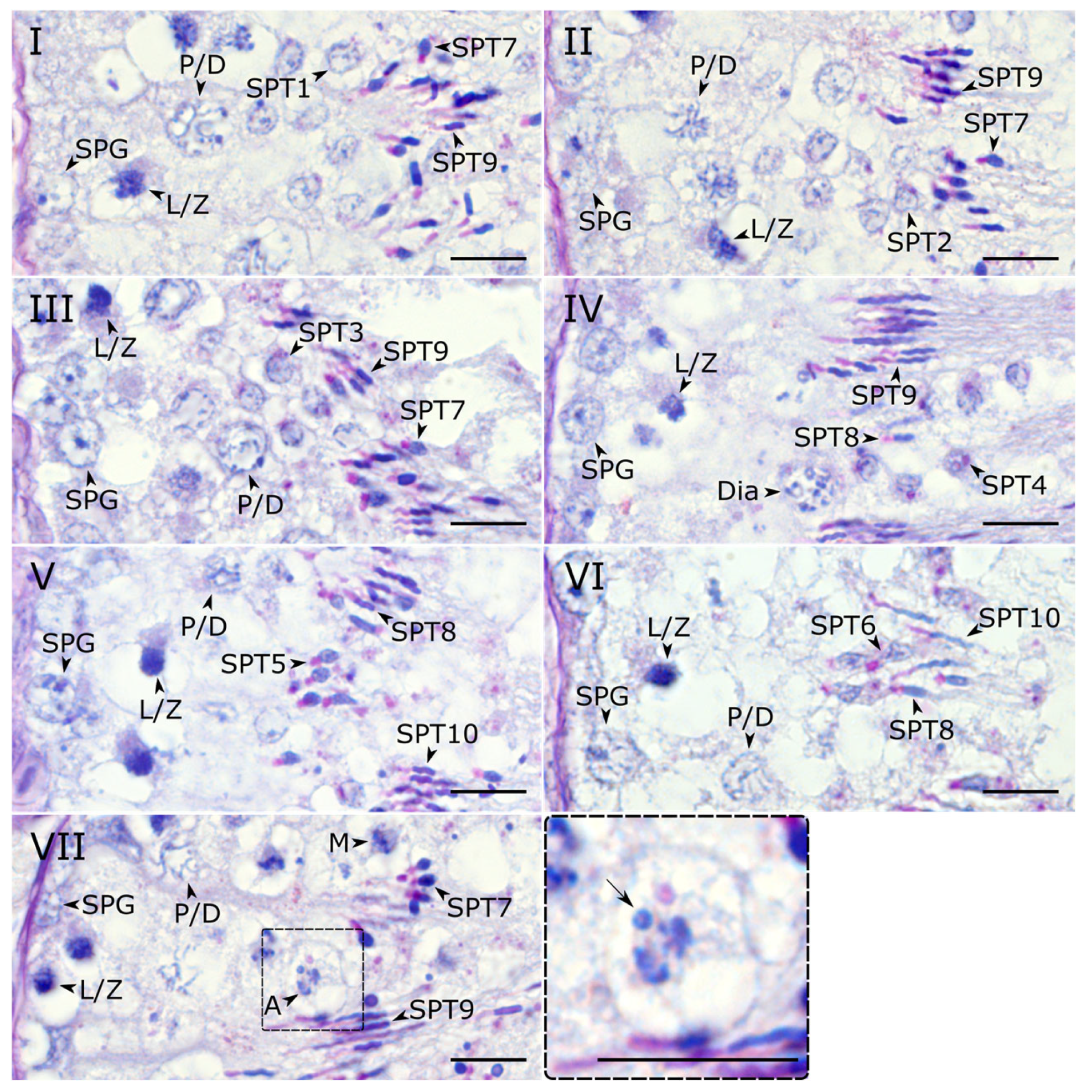 Animals 15 03427 g002