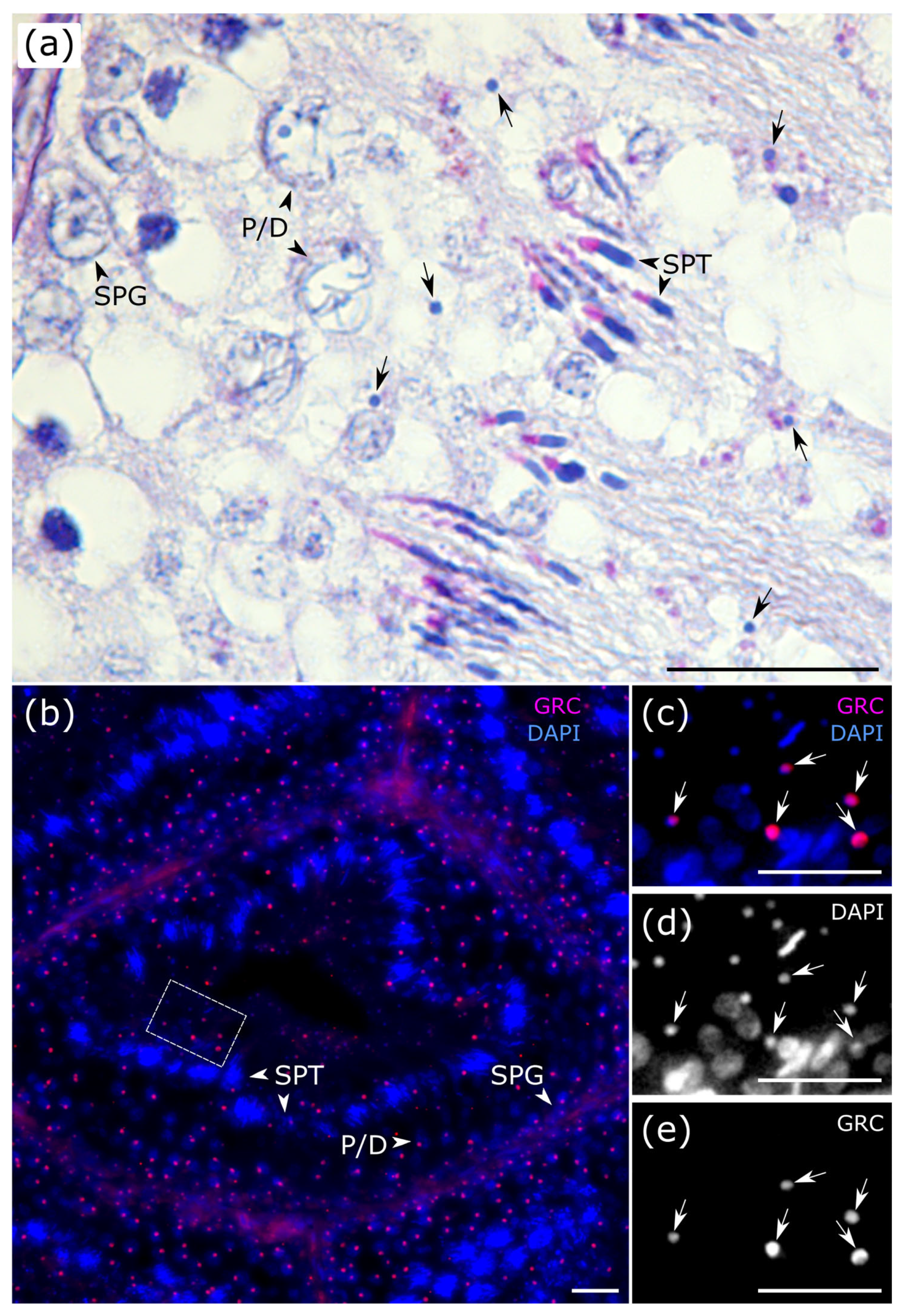 Animals 15 03427 g003