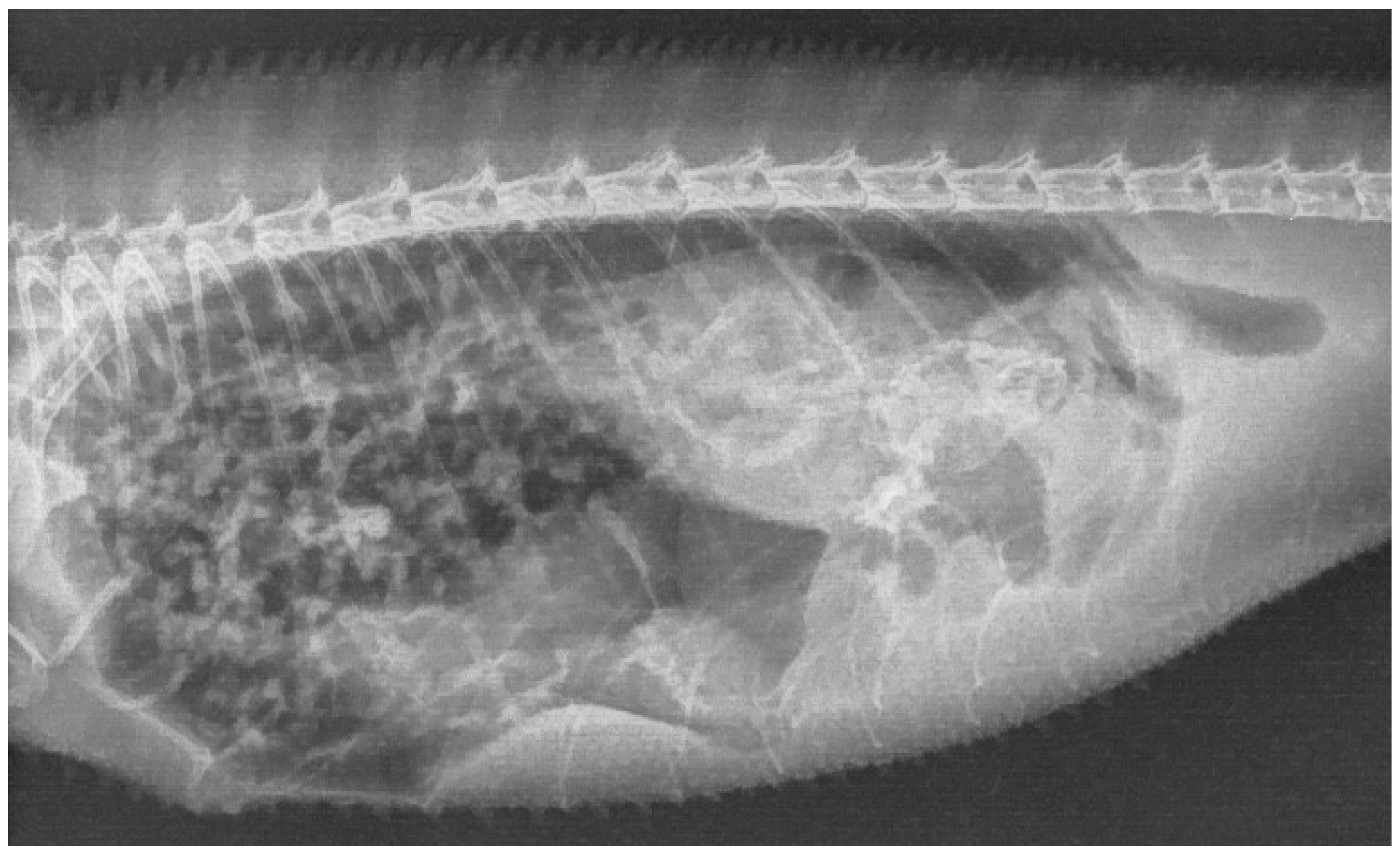 Animals 15 03433 g001 Animals 15 03433 g001