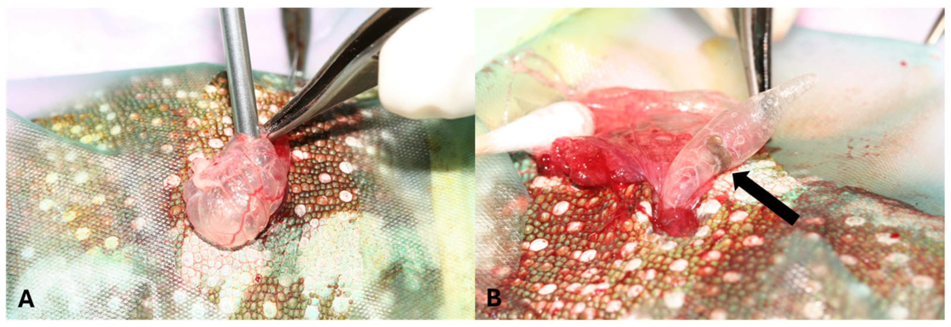 Animals 15 03433 g002 Animals 15 03433 g002