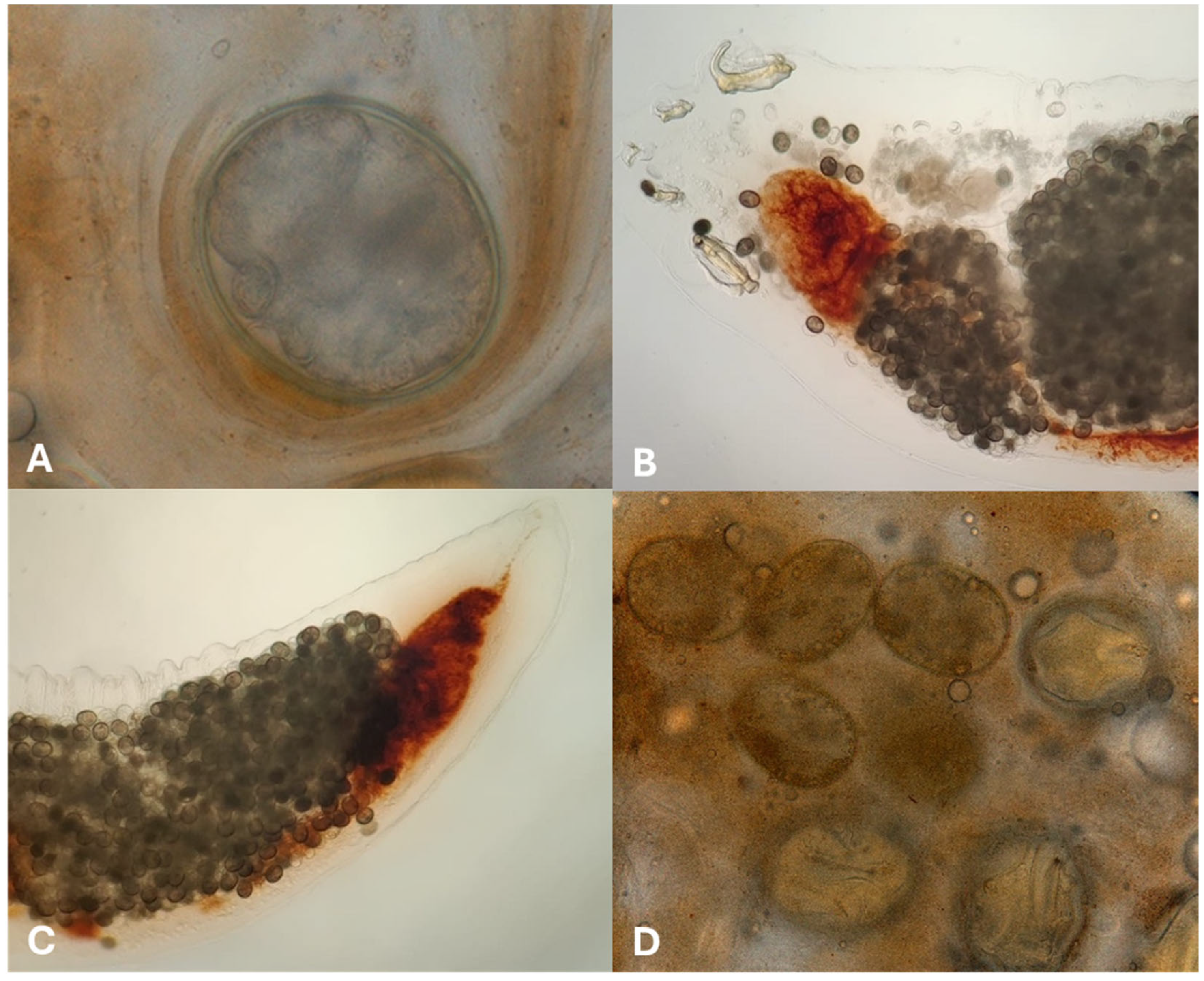 Animals 15 03433 g003 Animals 15 03433 g003