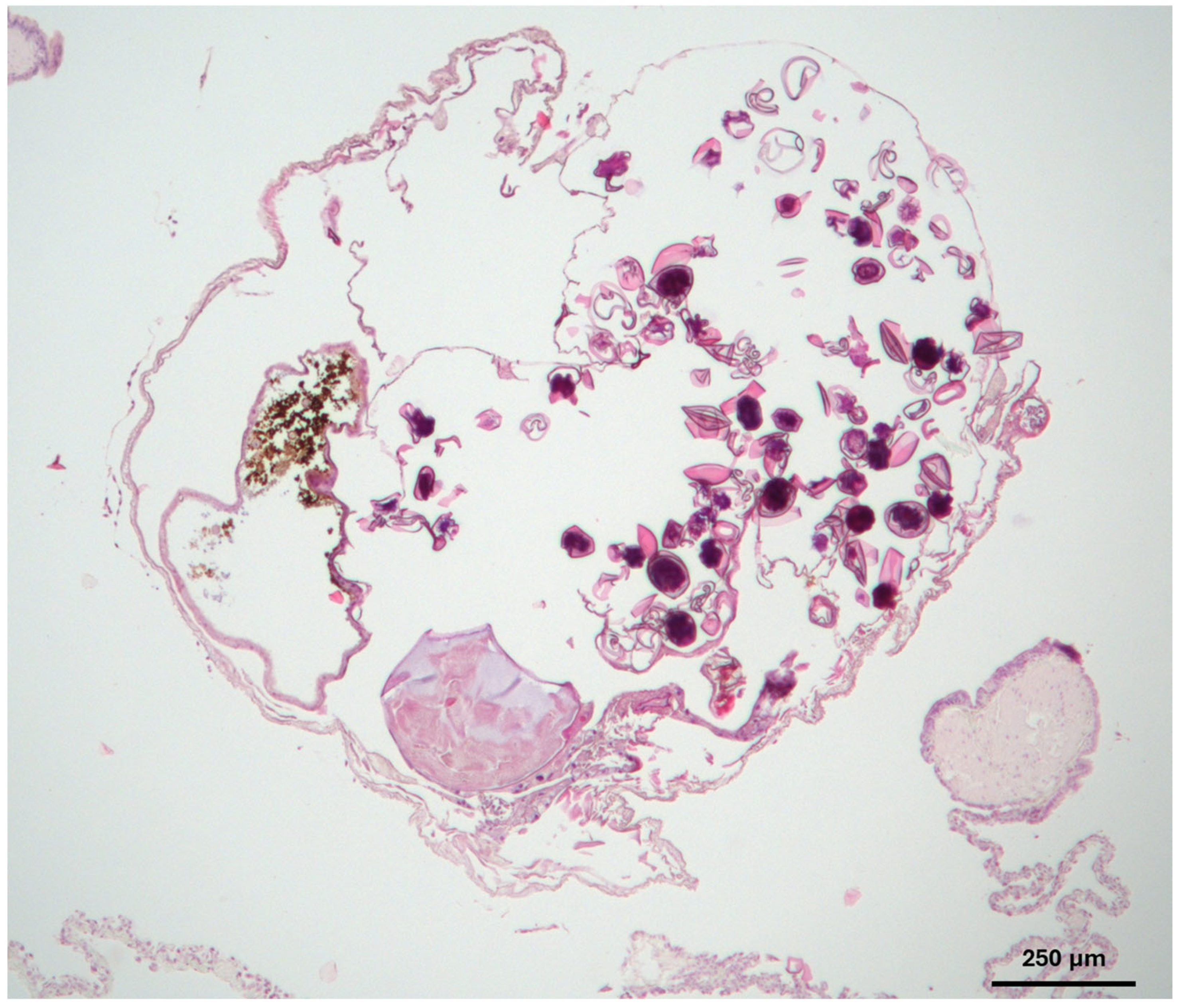 Animals 15 03433 g004 Animals 15 03433 g004