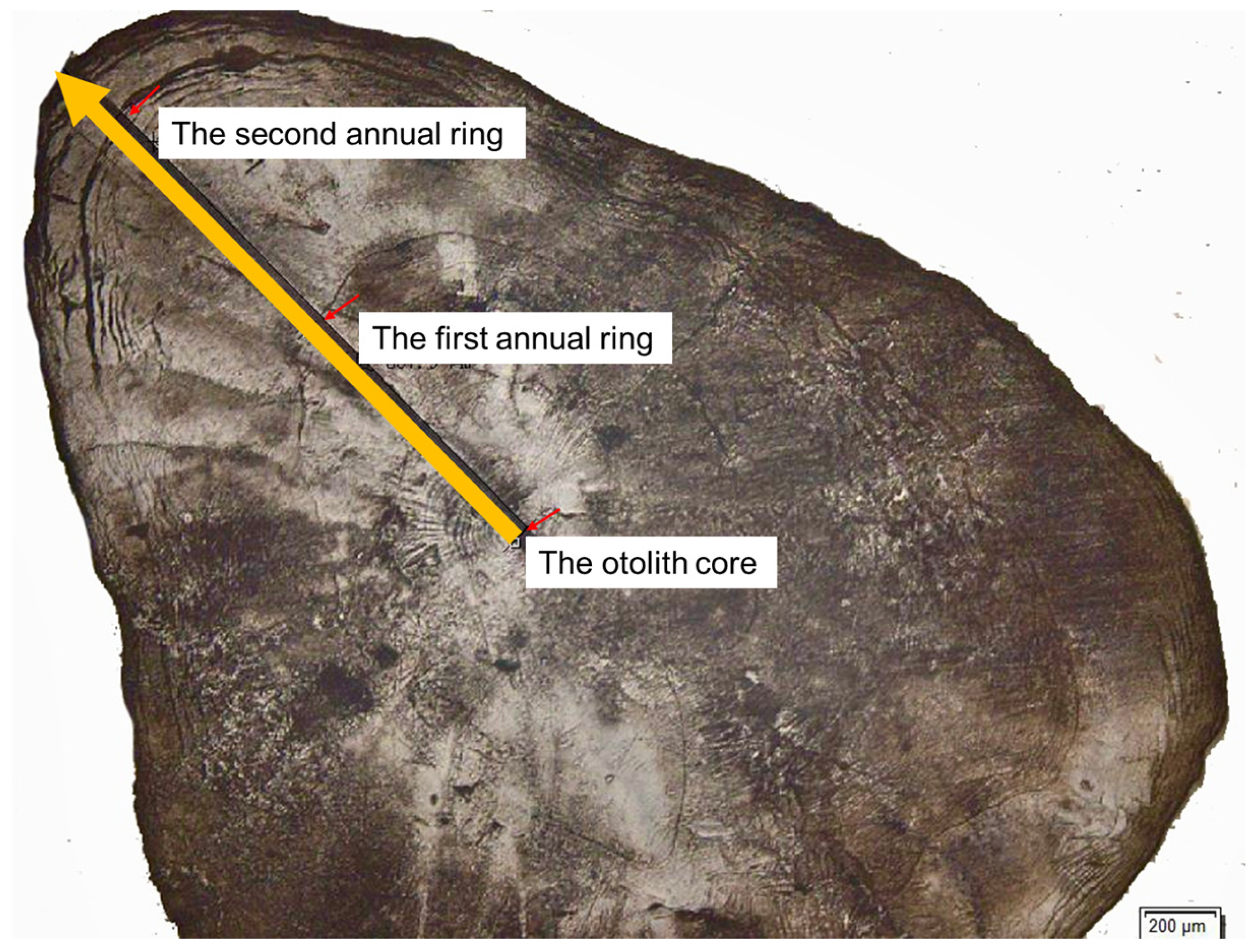 Animals 15 03434 g004 Animals 15 03434 g004