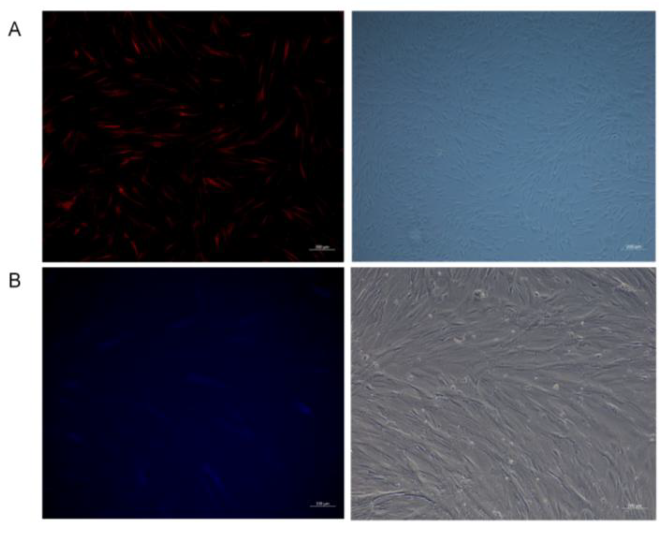 Animals 15 03435 g002