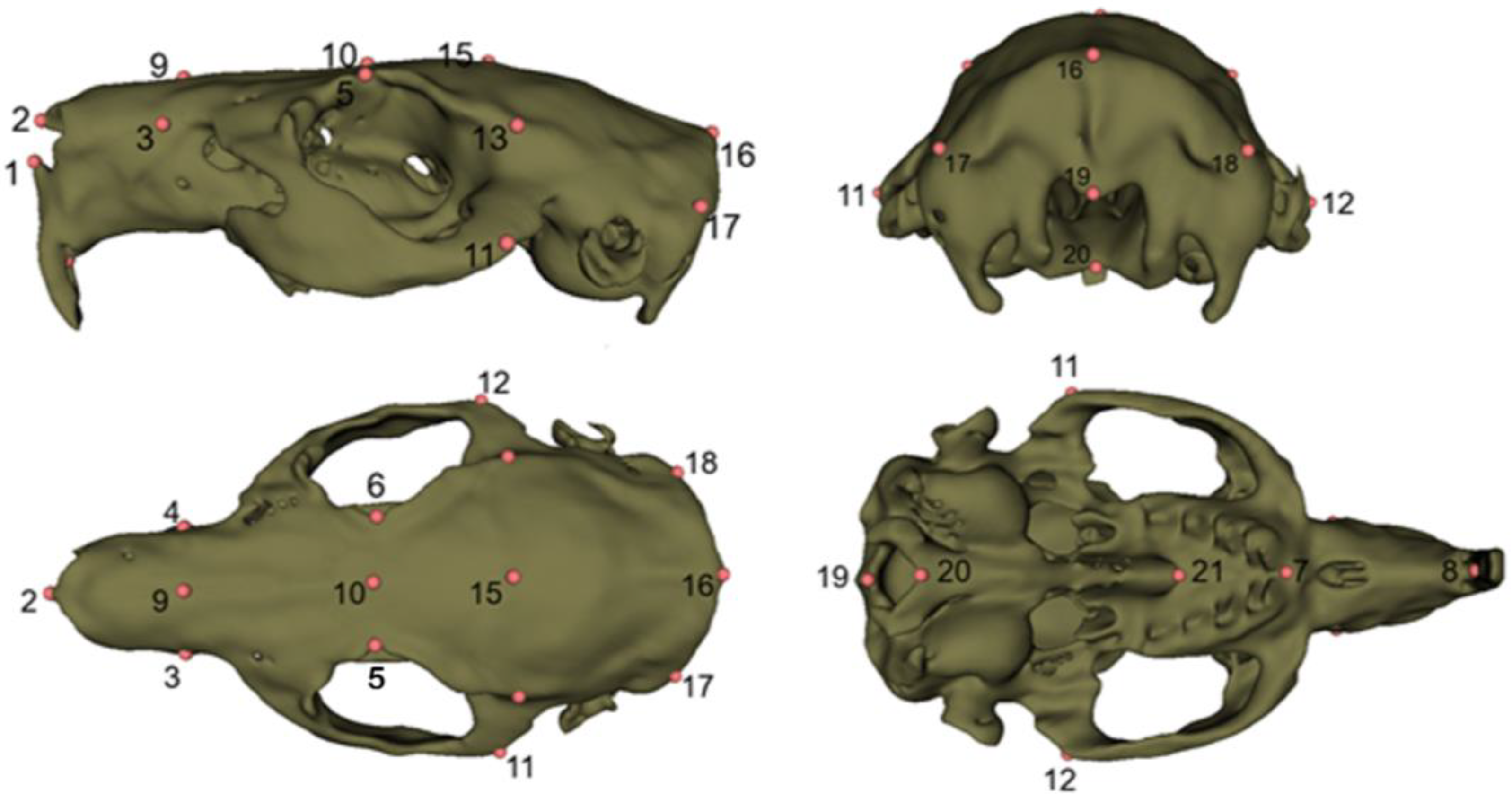 Animals 15 03453 g001