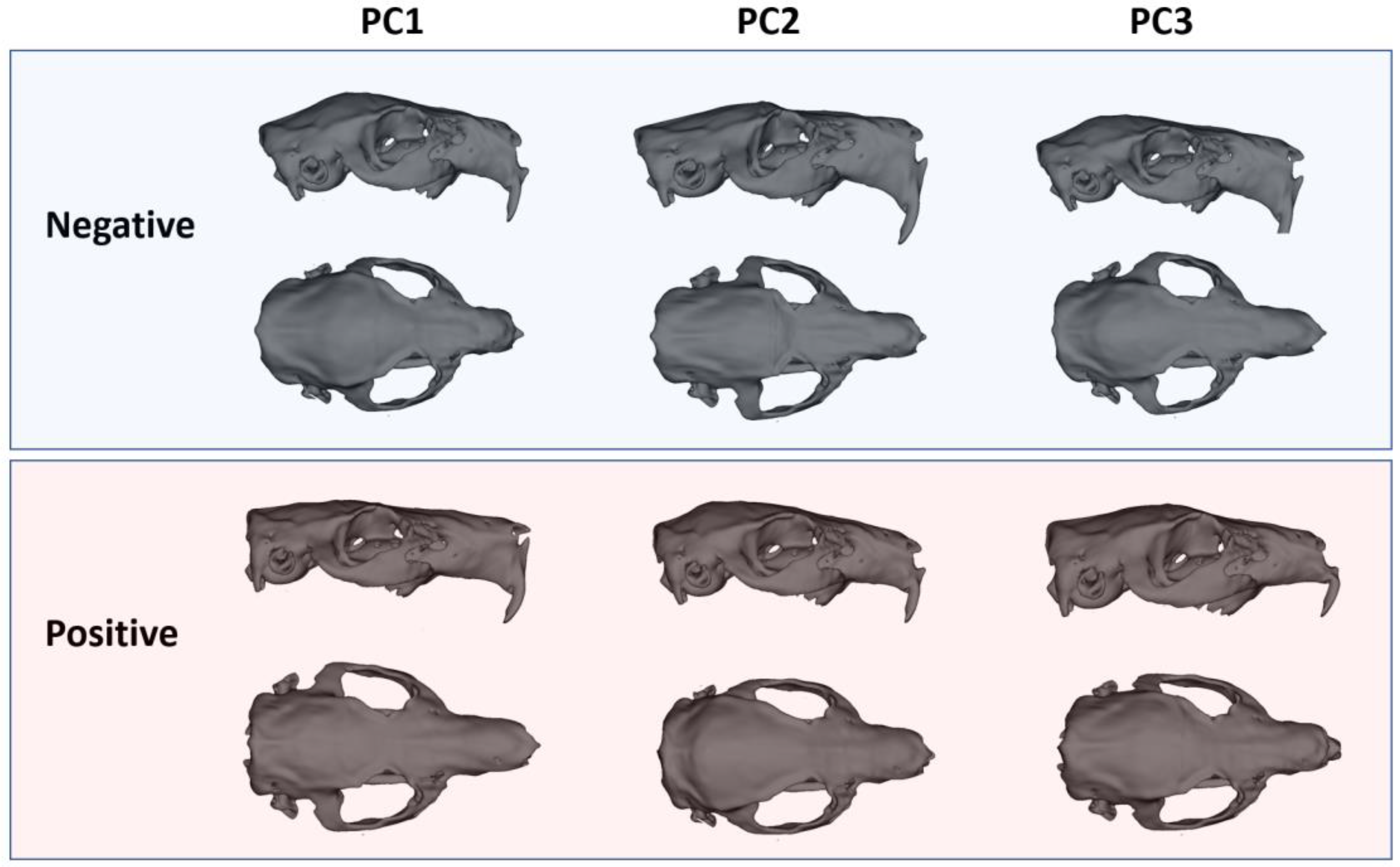 Animals 15 03453 g004