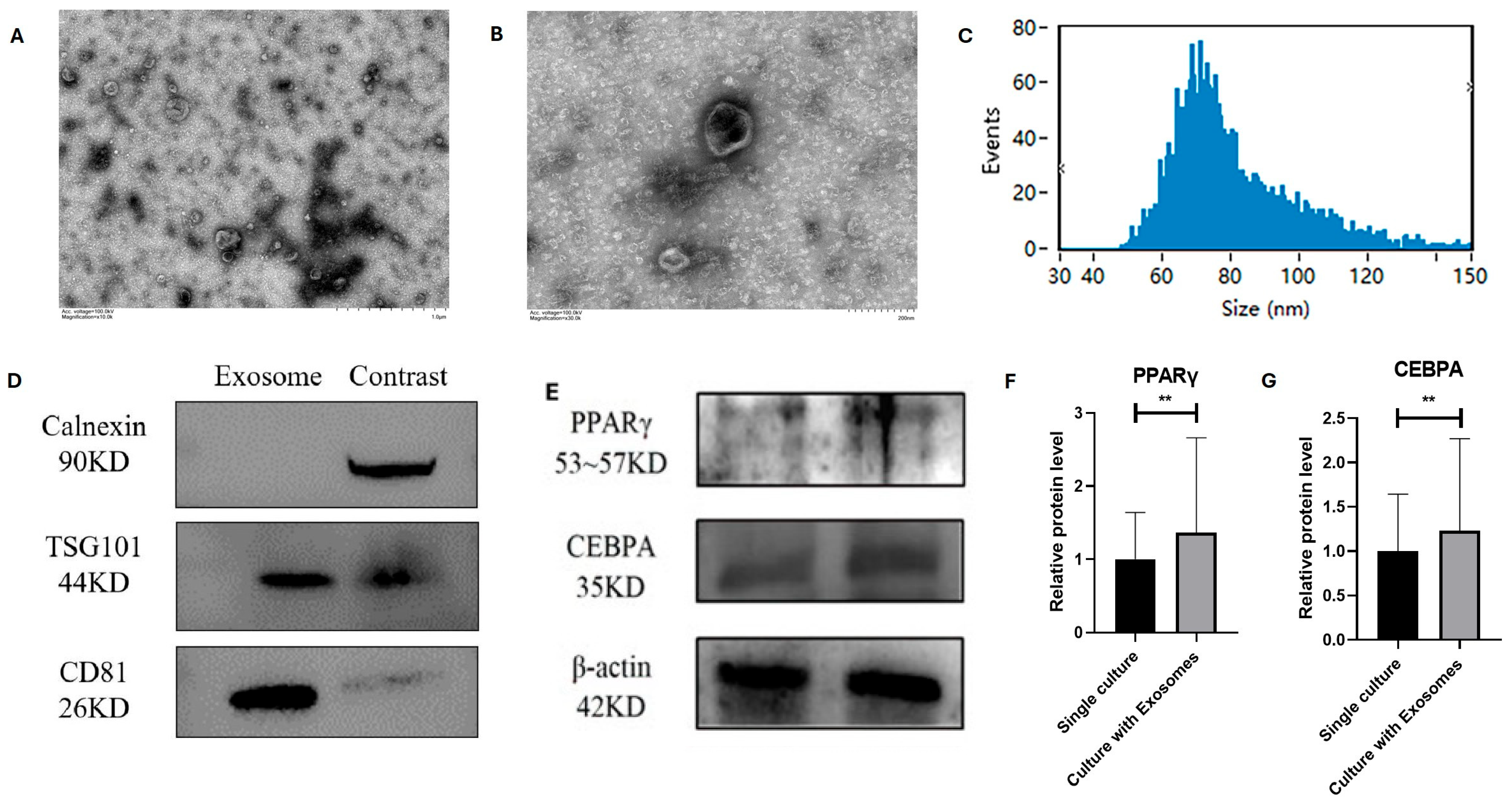 Animals 15 03459 g004