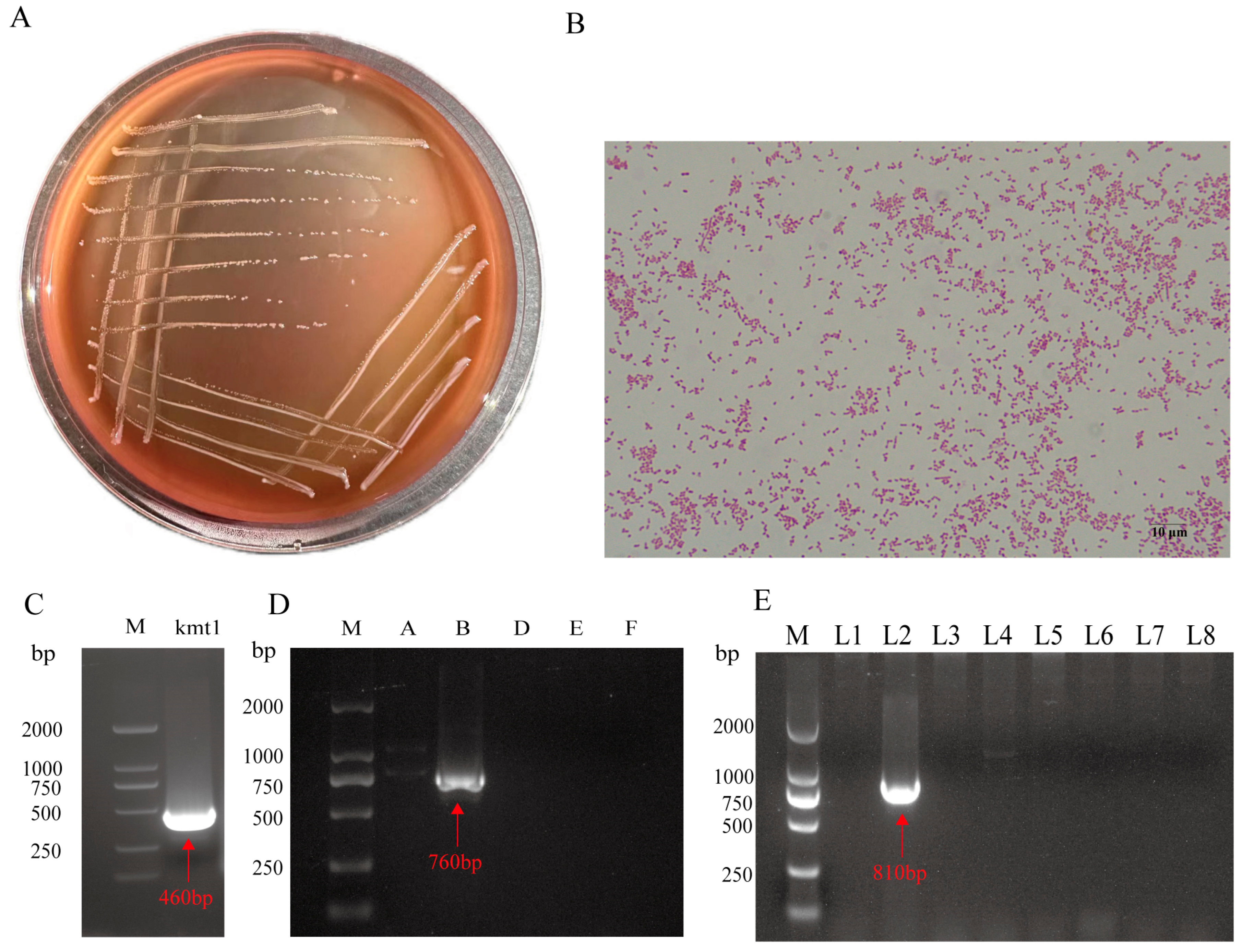 Animals 15 03462 g001 Animals 15 03462 g001