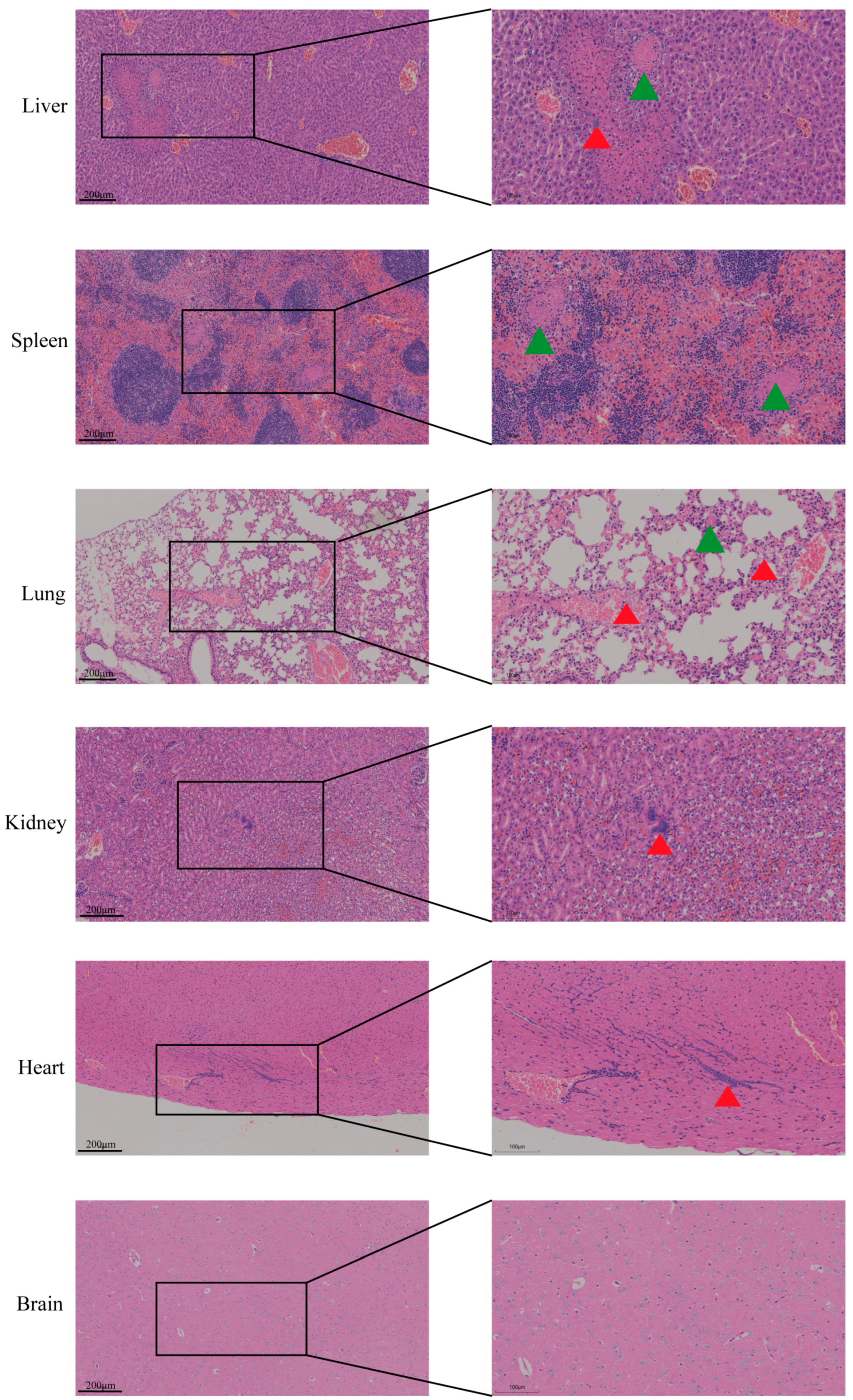 Animals 15 03462 g002 Animals 15 03462 g002