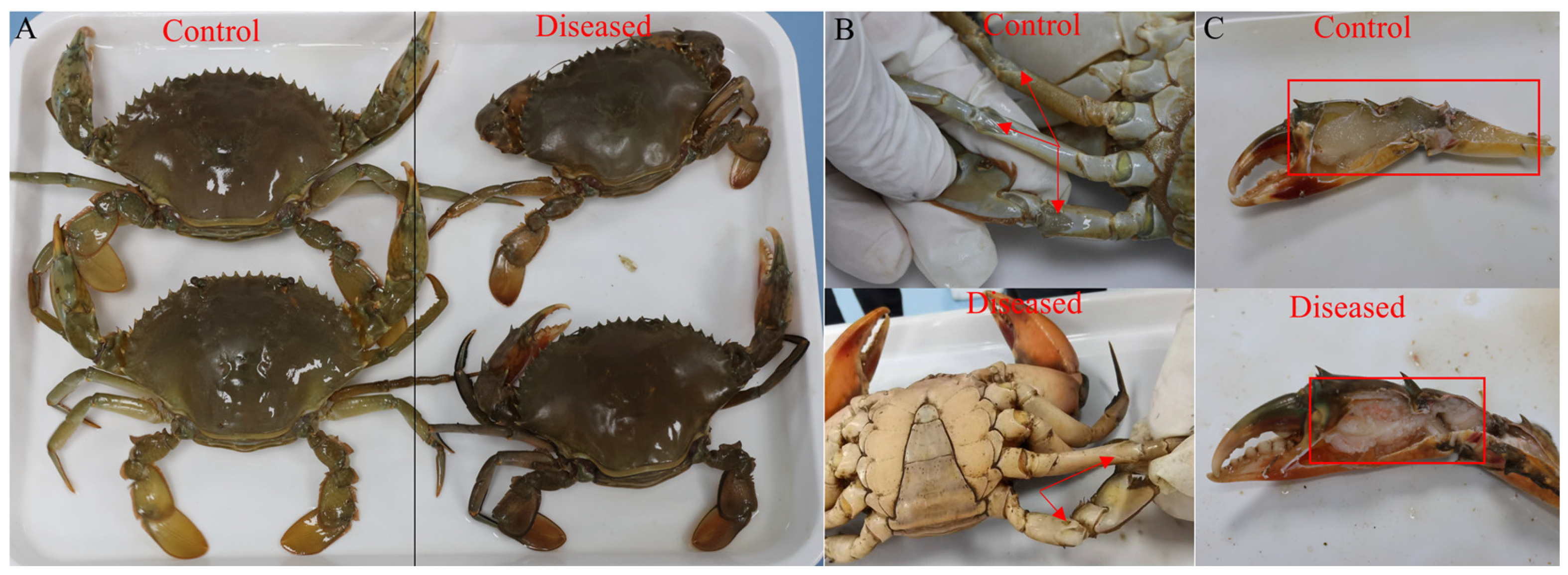 Animals 15 03463 g001