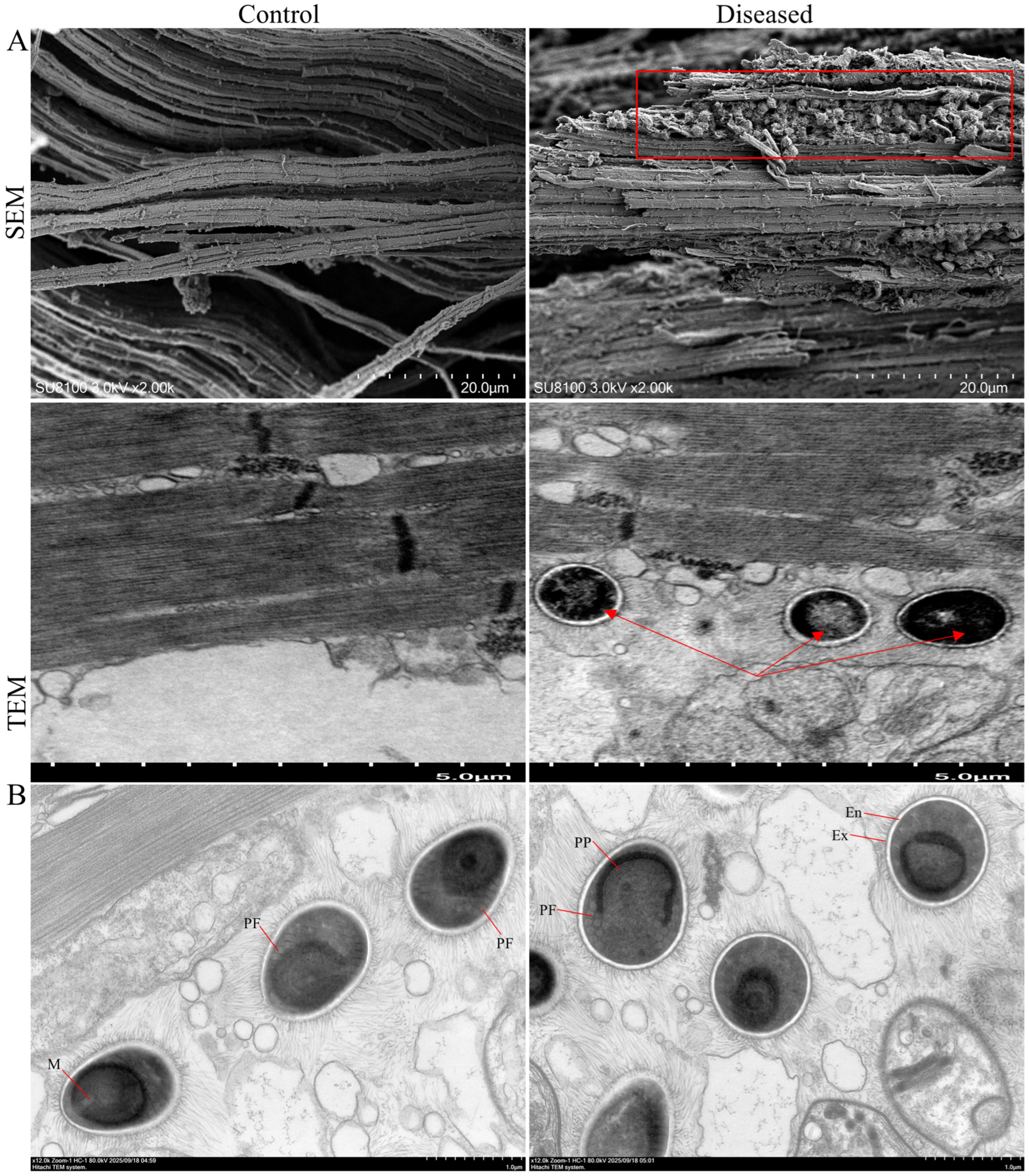 Animals 15 03463 g003