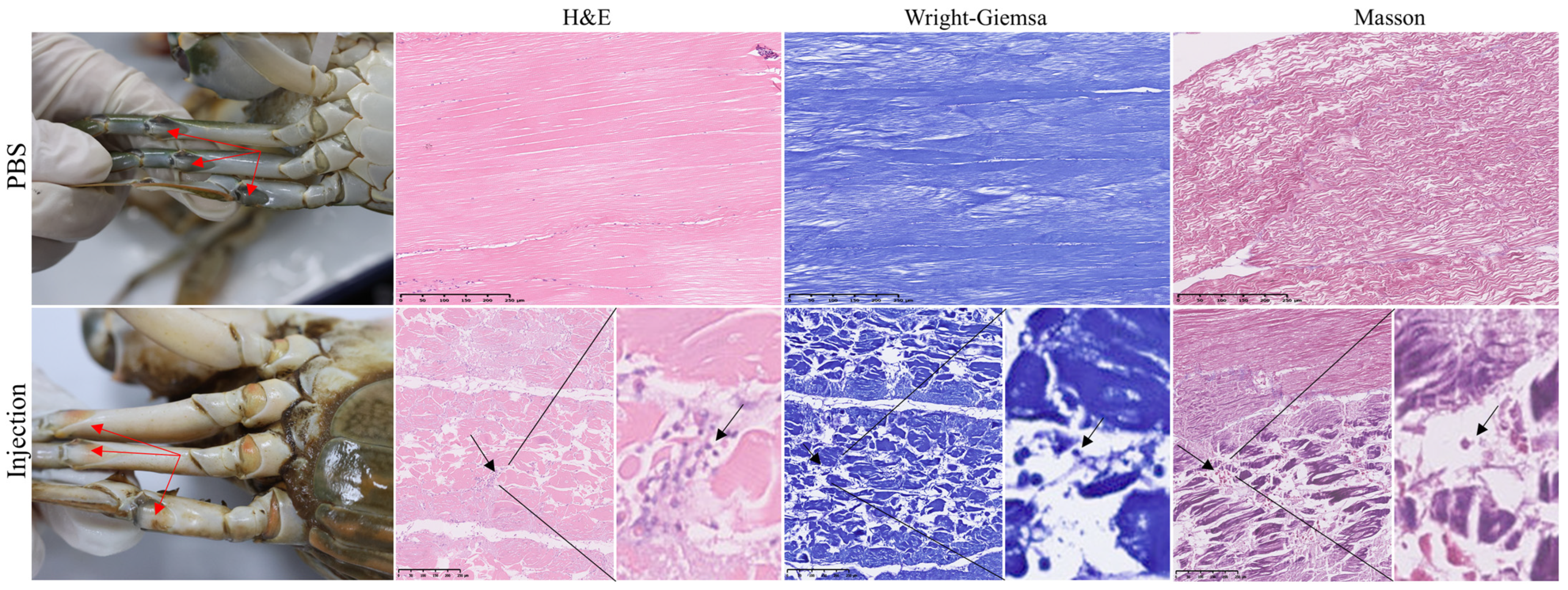 Animals 15 03463 g007