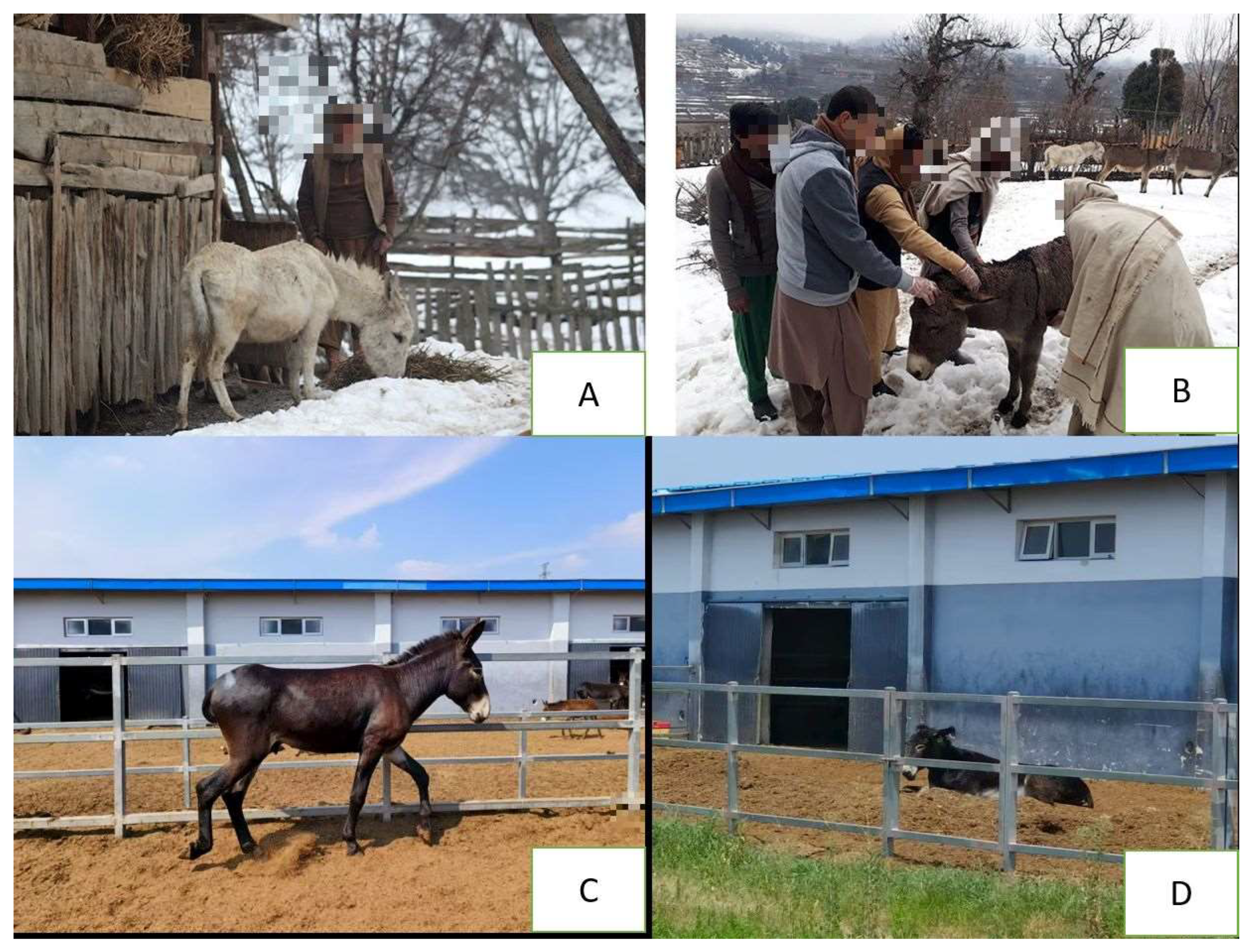 Animals 15 03464 g002