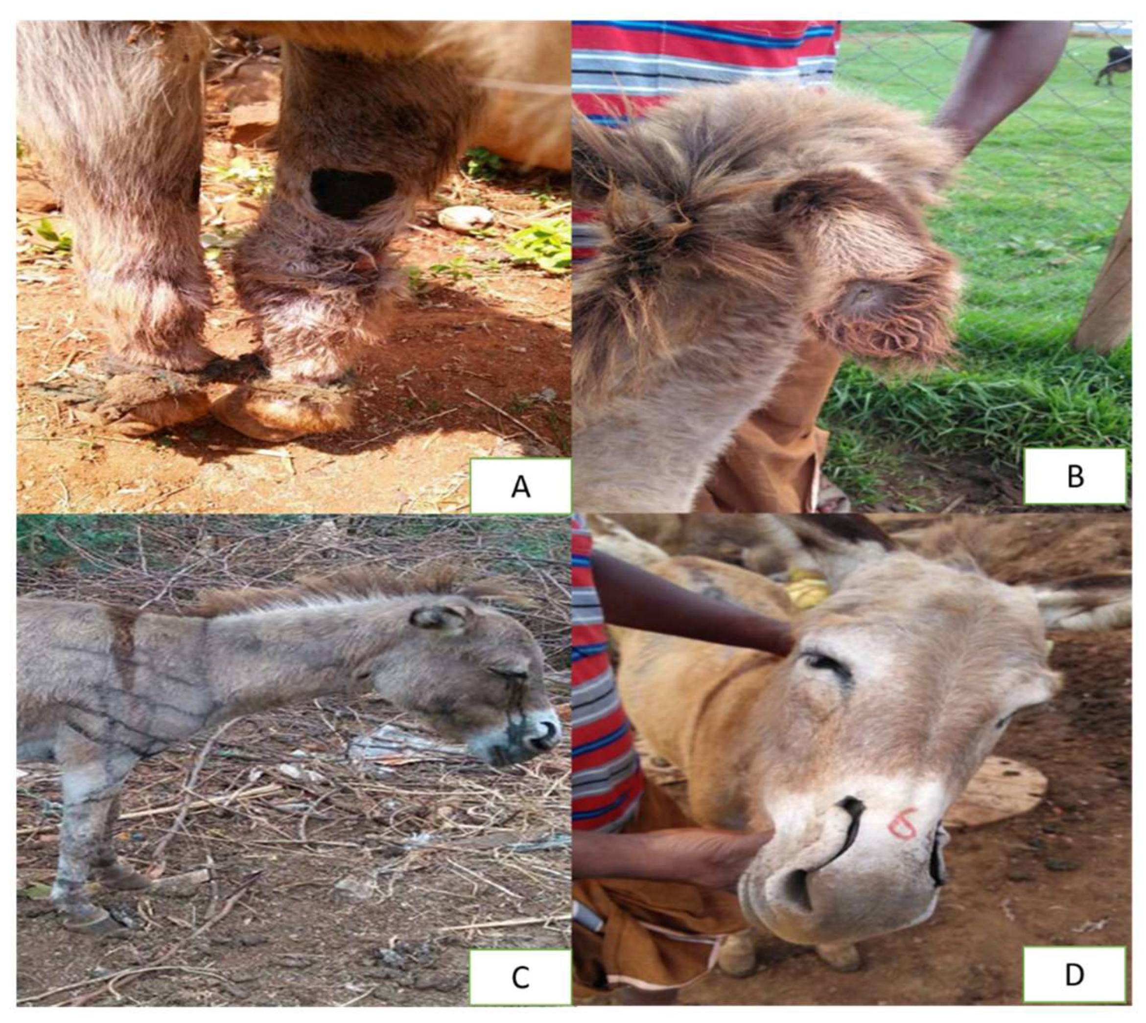 Animals 15 03464 g004