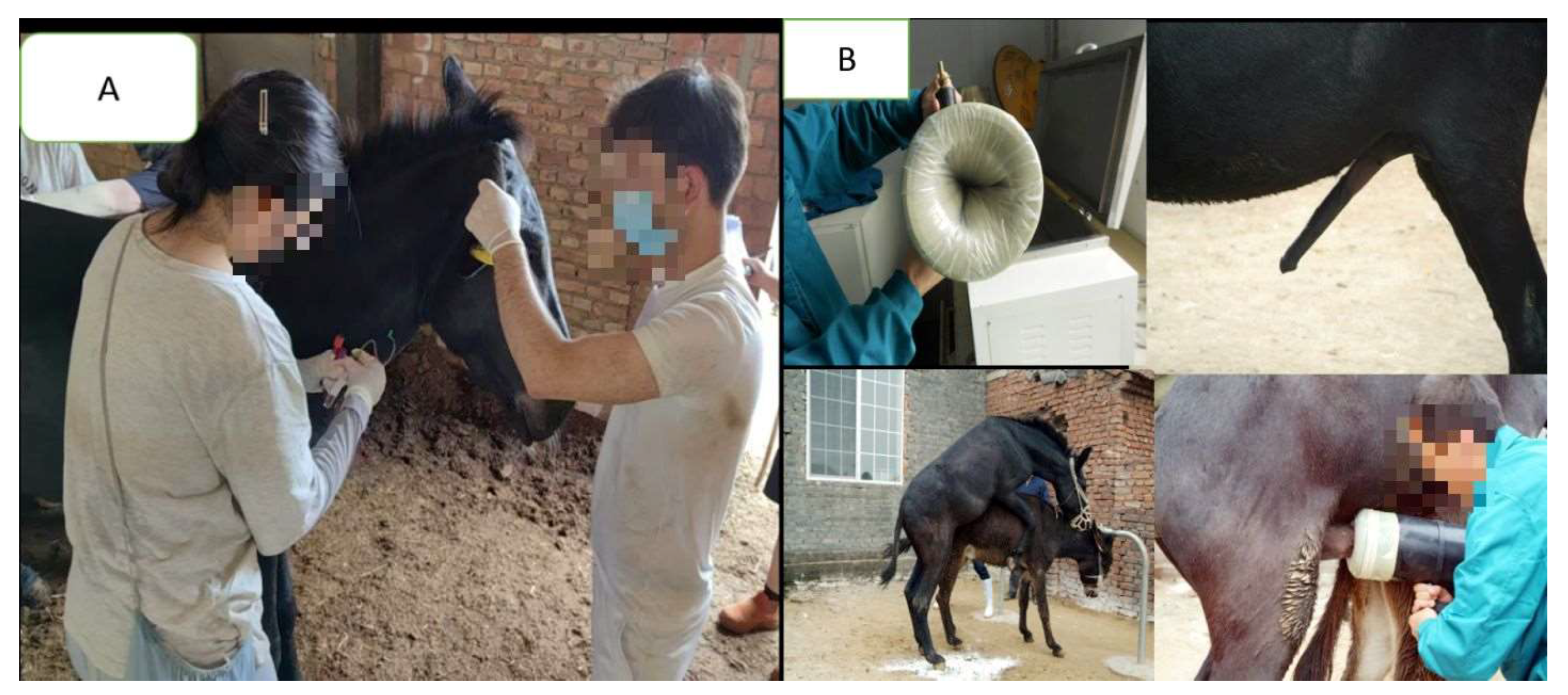 Animals 15 03464 g005