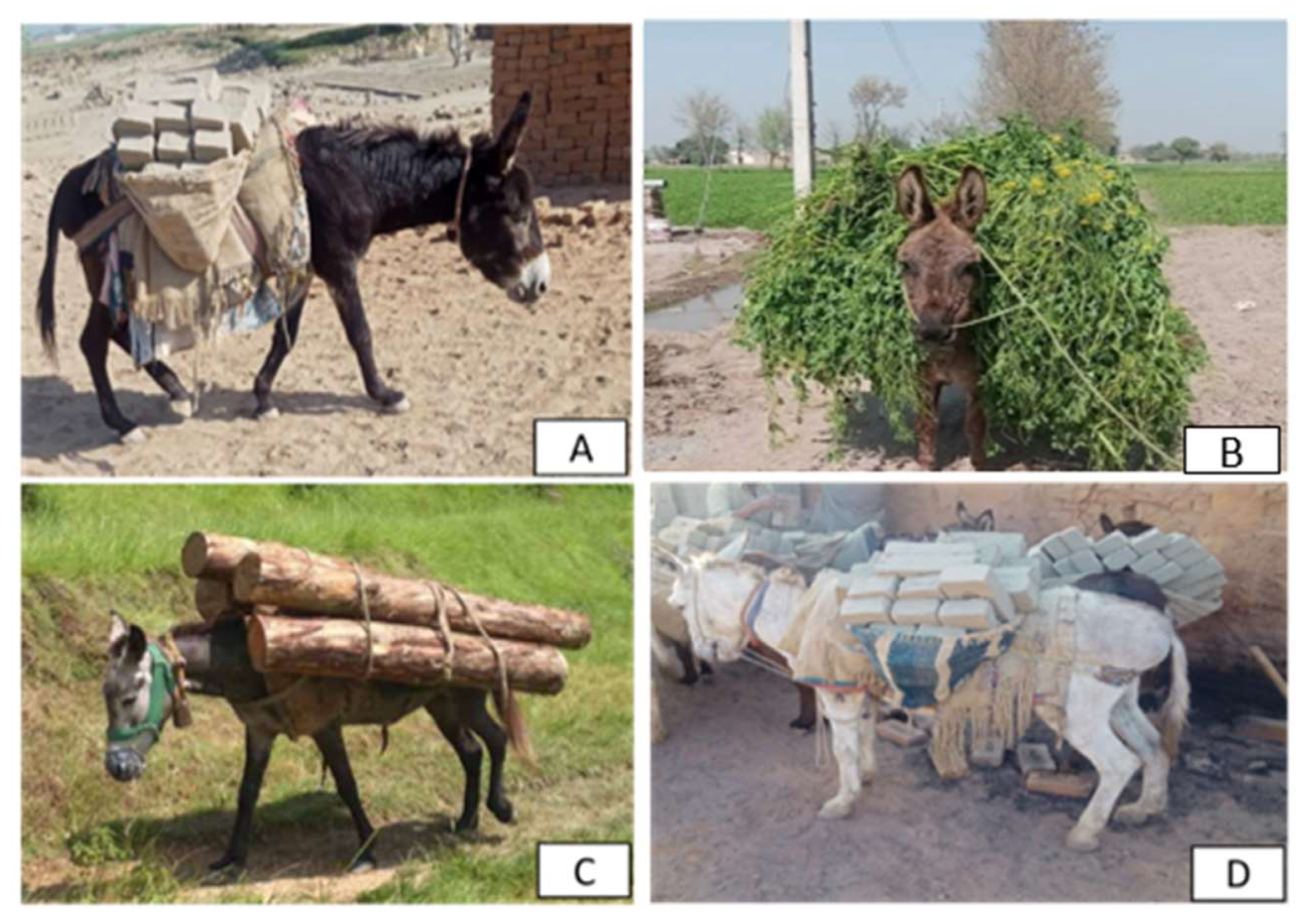 Animals 15 03464 g006